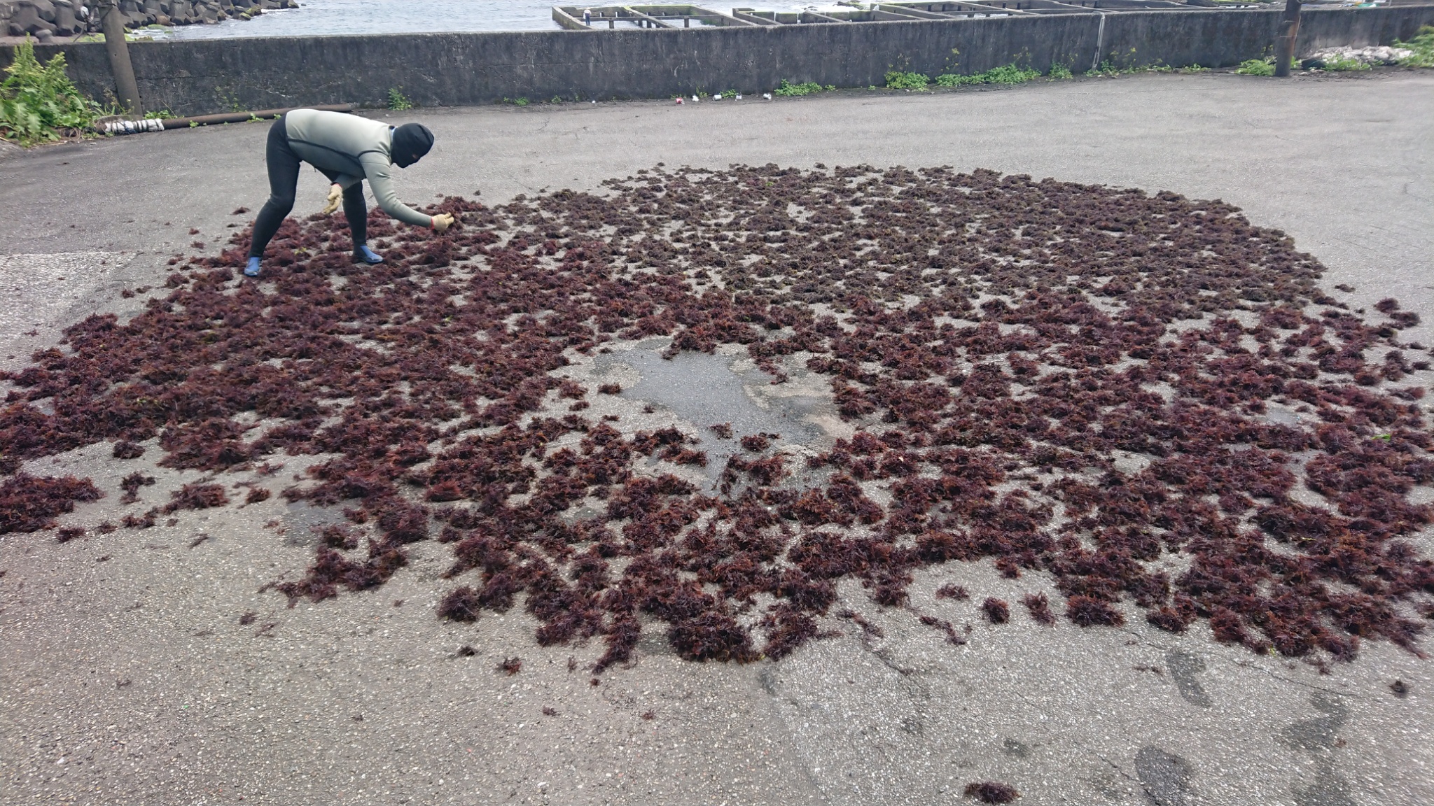 辛勤的將石花菜平鋪曝曬的海女婆婆