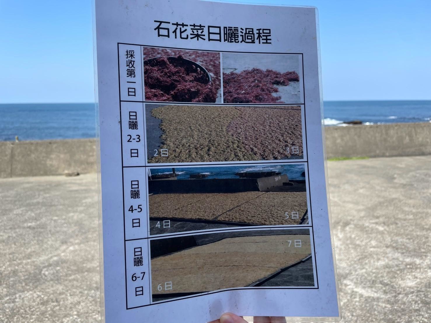 石花菜日曬比照圖