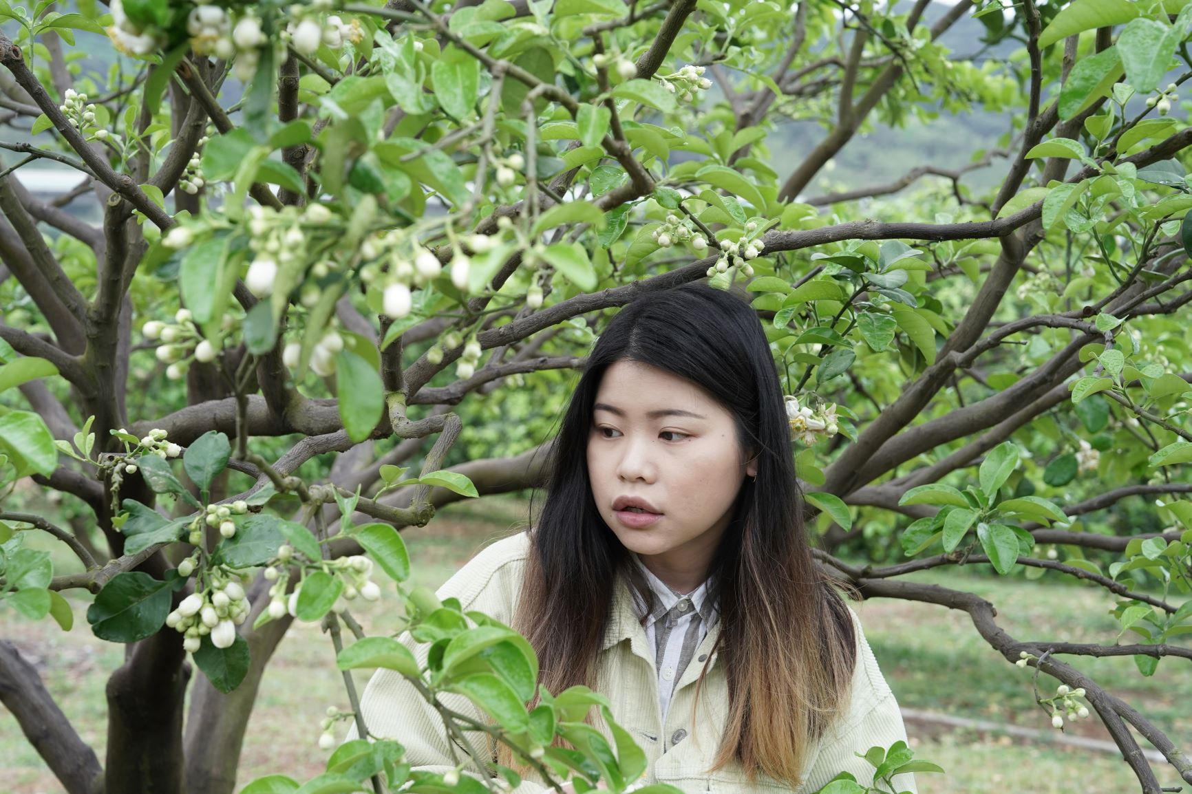  今年花況絕佳，特別邀請民眾在連假期間來八里踏青，漫步於柚子園中，感受淡雅花香