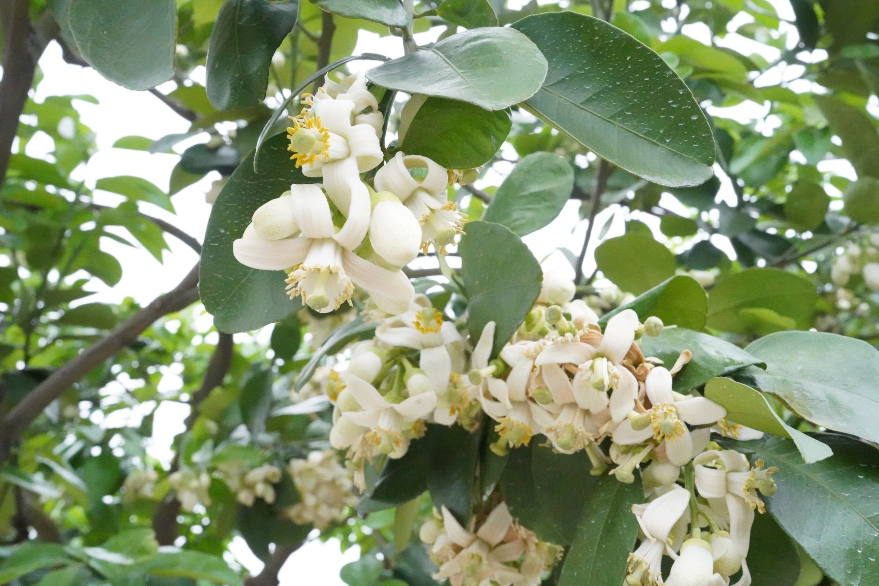  八里柚花盛開新北市農業局邀民眾賞花