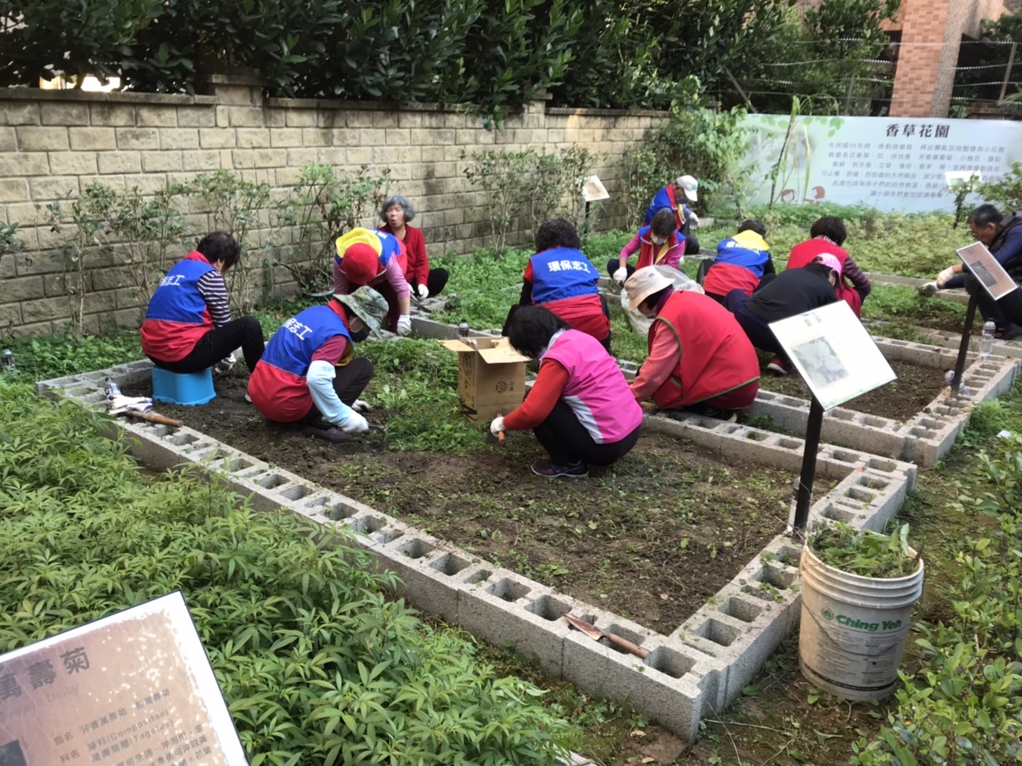 樹林區樹興里志工維護香草花園，連結里民間情感與改善生活周遭環境
