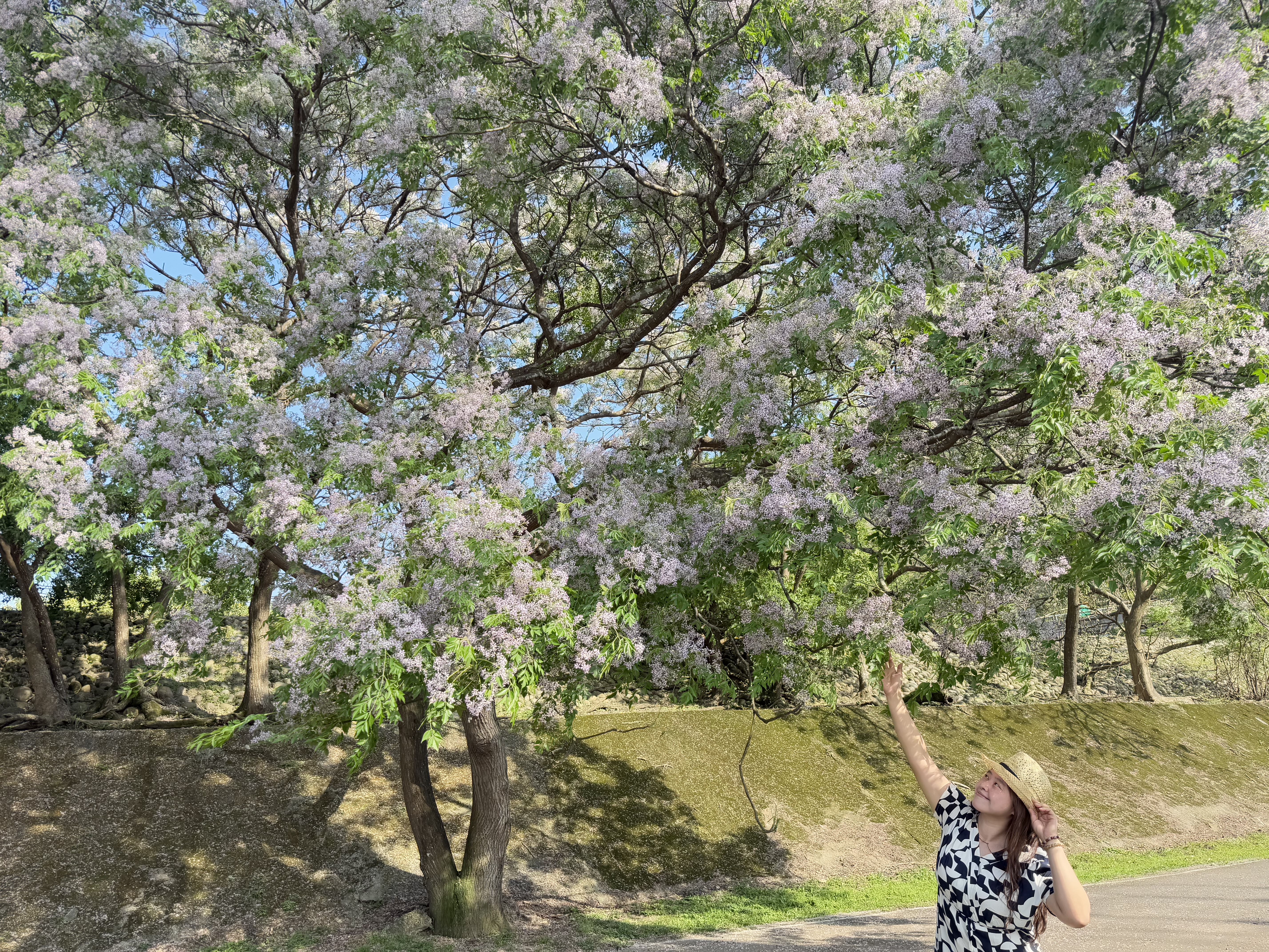 一串串淡紫色小花如繁星點綴枝頭，輕柔搖曳於微風之中