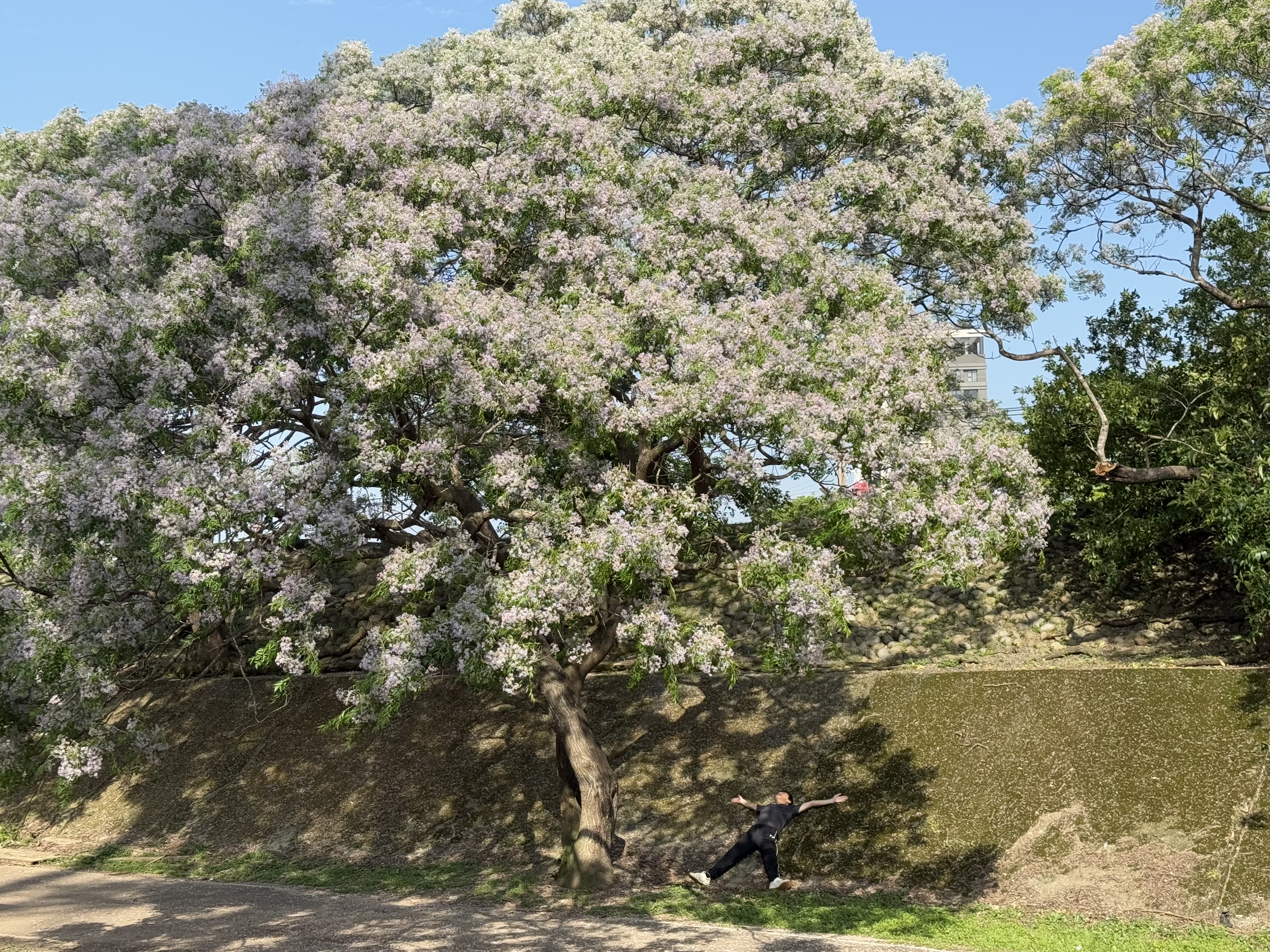 營造出詩意盎然的「苦楝花雨」，讓人陶醉於這場春日限定的浪漫景緻
