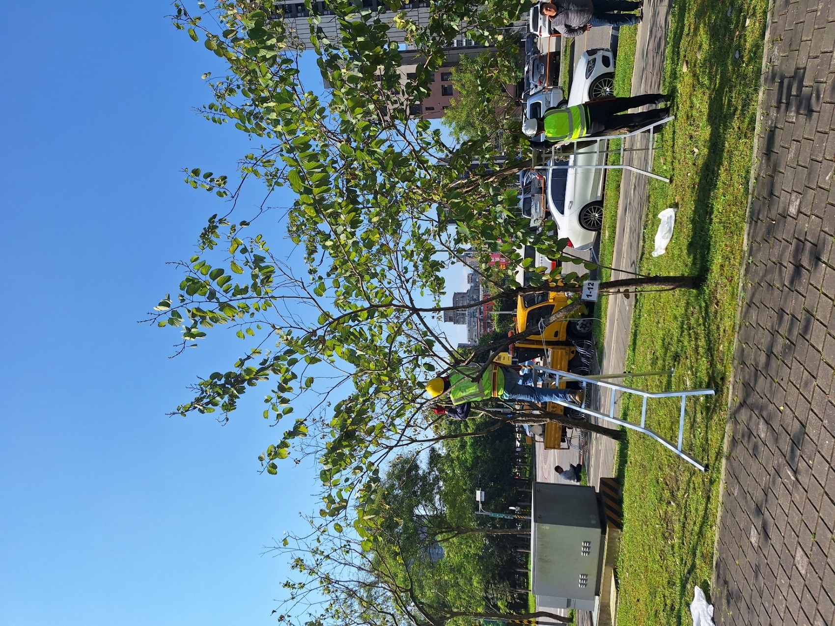 護樹教育課程講習需於現場進行樹木鑑別測驗及實際上樹修剪，以加強參訓學員對於不同樹木現況的專業判斷及應對修剪方式 