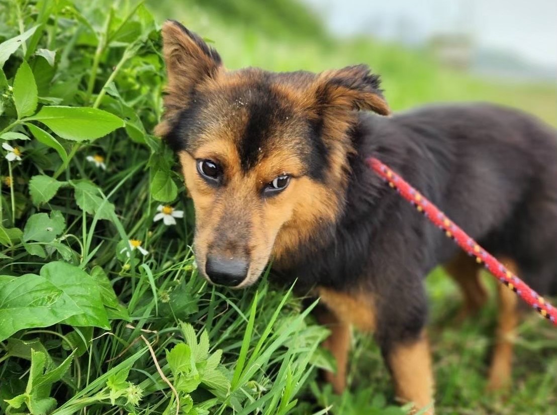 可愛，害羞的小春嬌。