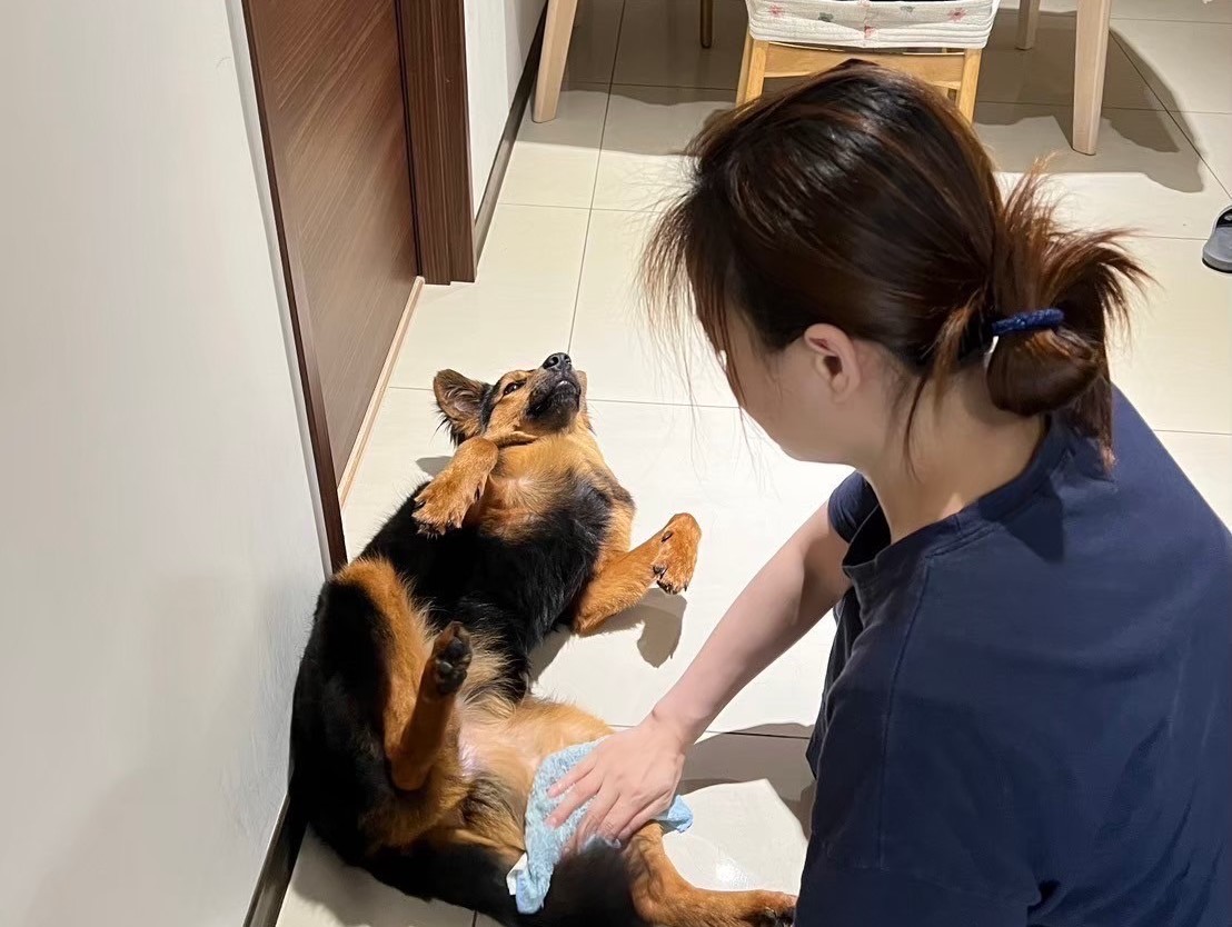  吳思琦細心的照顧小春嬌。