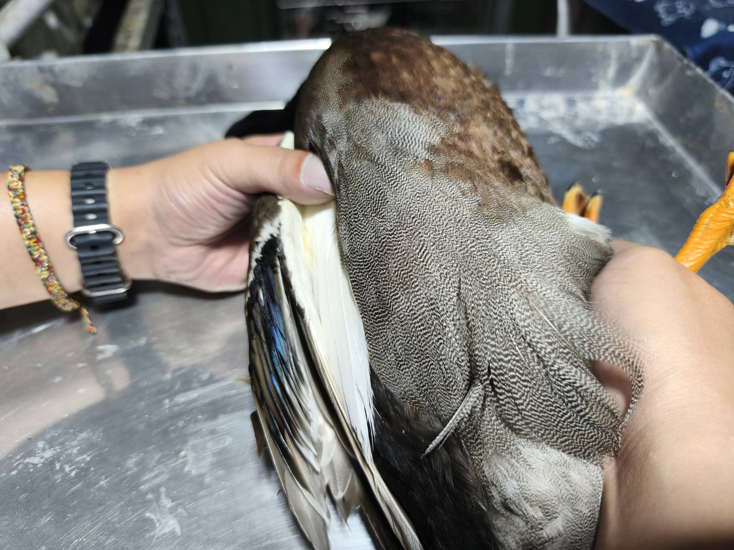 下胸和兩脅灰白色，雜以細密暗褐色波狀紋。