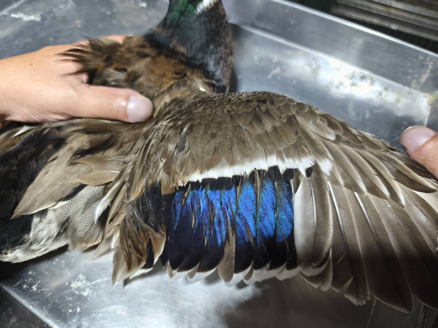  雄、雌性有明顯紫藍色彩虹翼鏡羽邊緣白色。