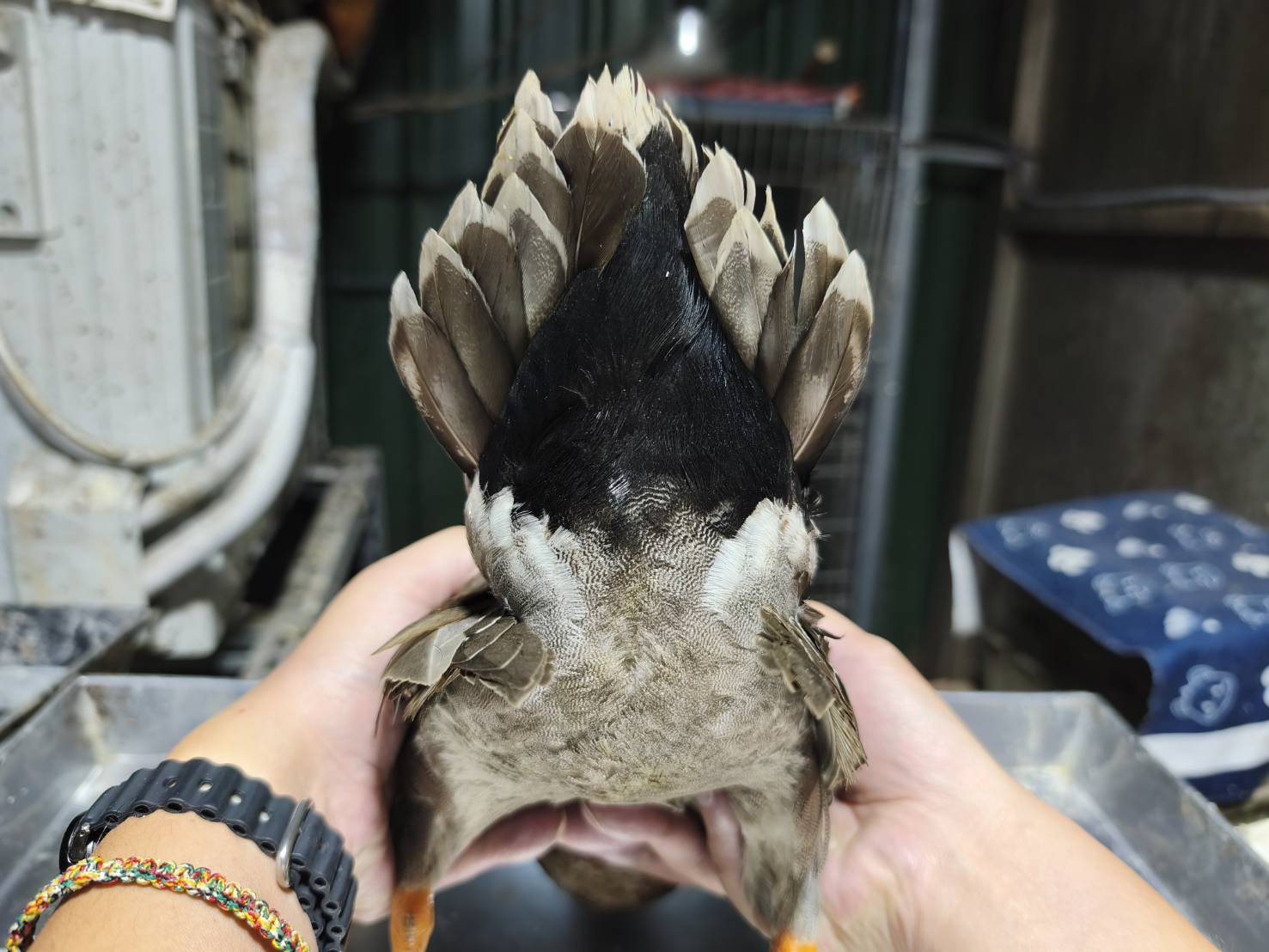 雄性尾部是黑色並有白色邊緣深色尾羽。