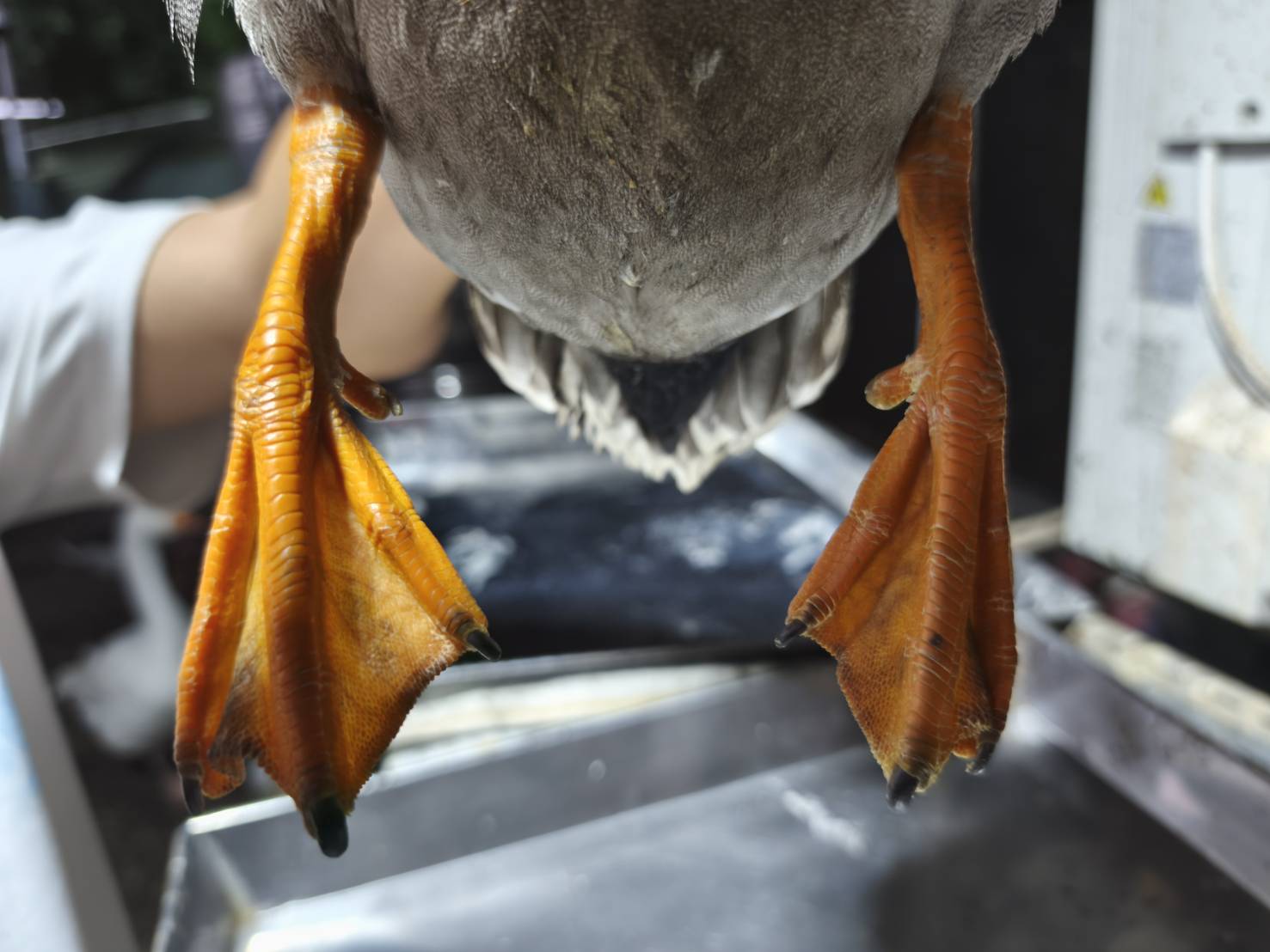 腳蹼為橘黃色具有船槳功能有利水中游泳。