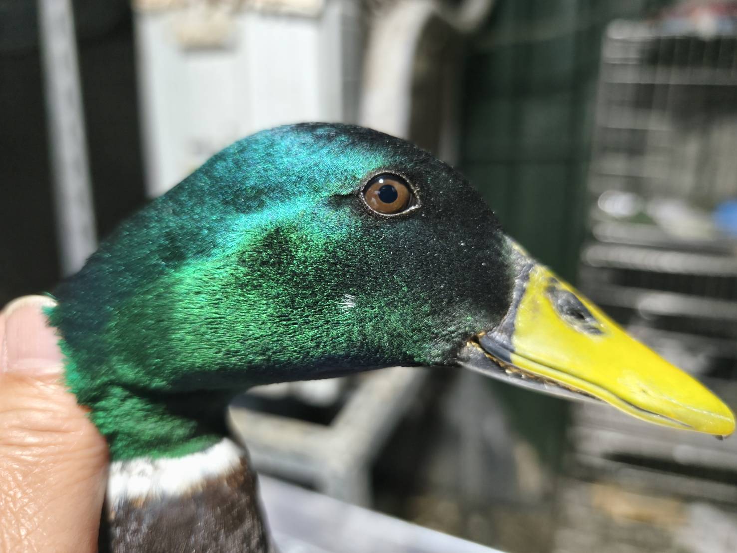 綠頭鴨是地球上飛得第五快的鳥類，可達到每小時65公里。