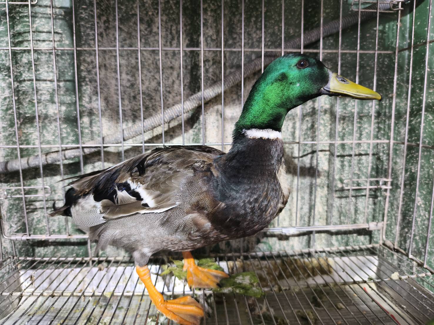  綠頭鴨頭部羽毛有墨綠色金屬光澤為名稱由來。