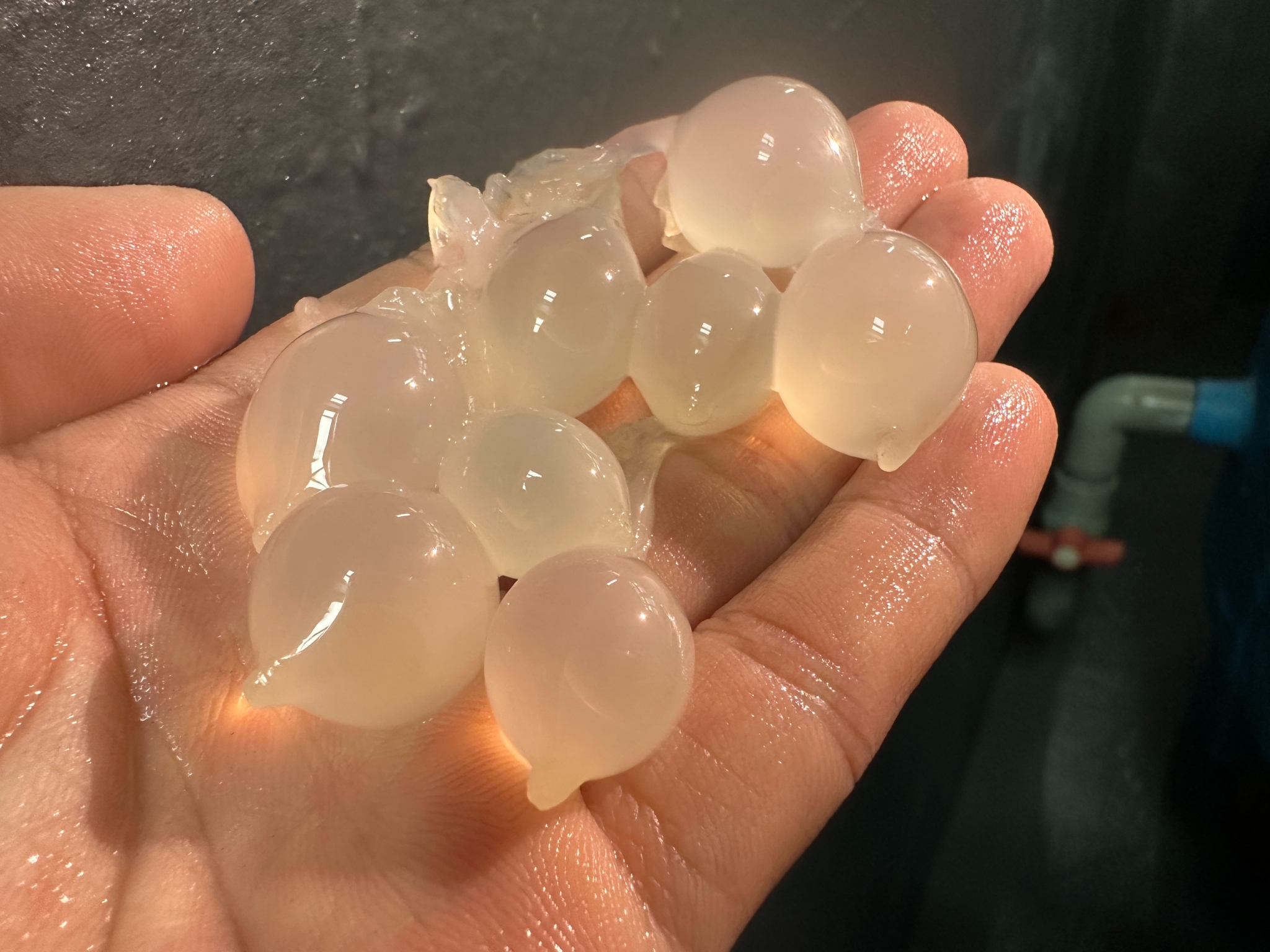 宛如水晶餃的花枝受精卵