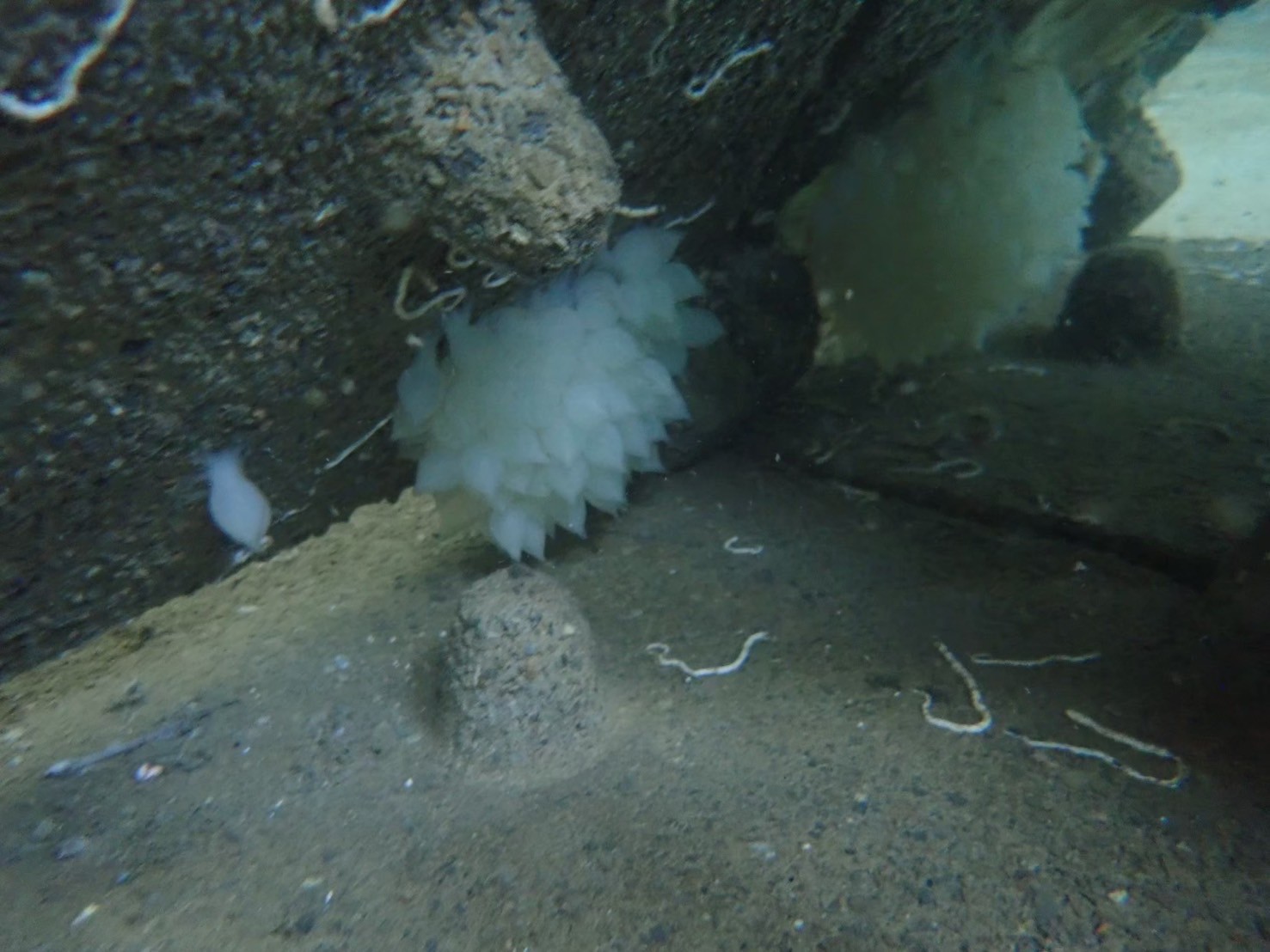 花枝卵及產卵裝置