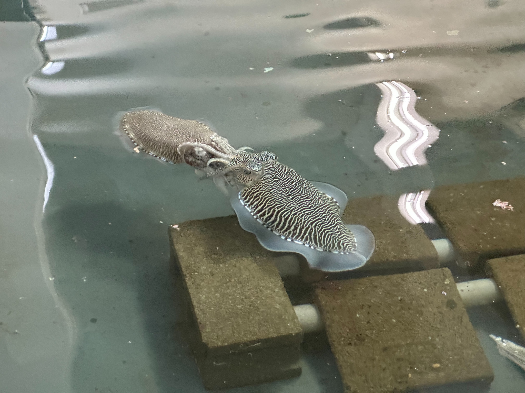 交配中的花枝，左邊是雌花枝，右邊是雄花枝