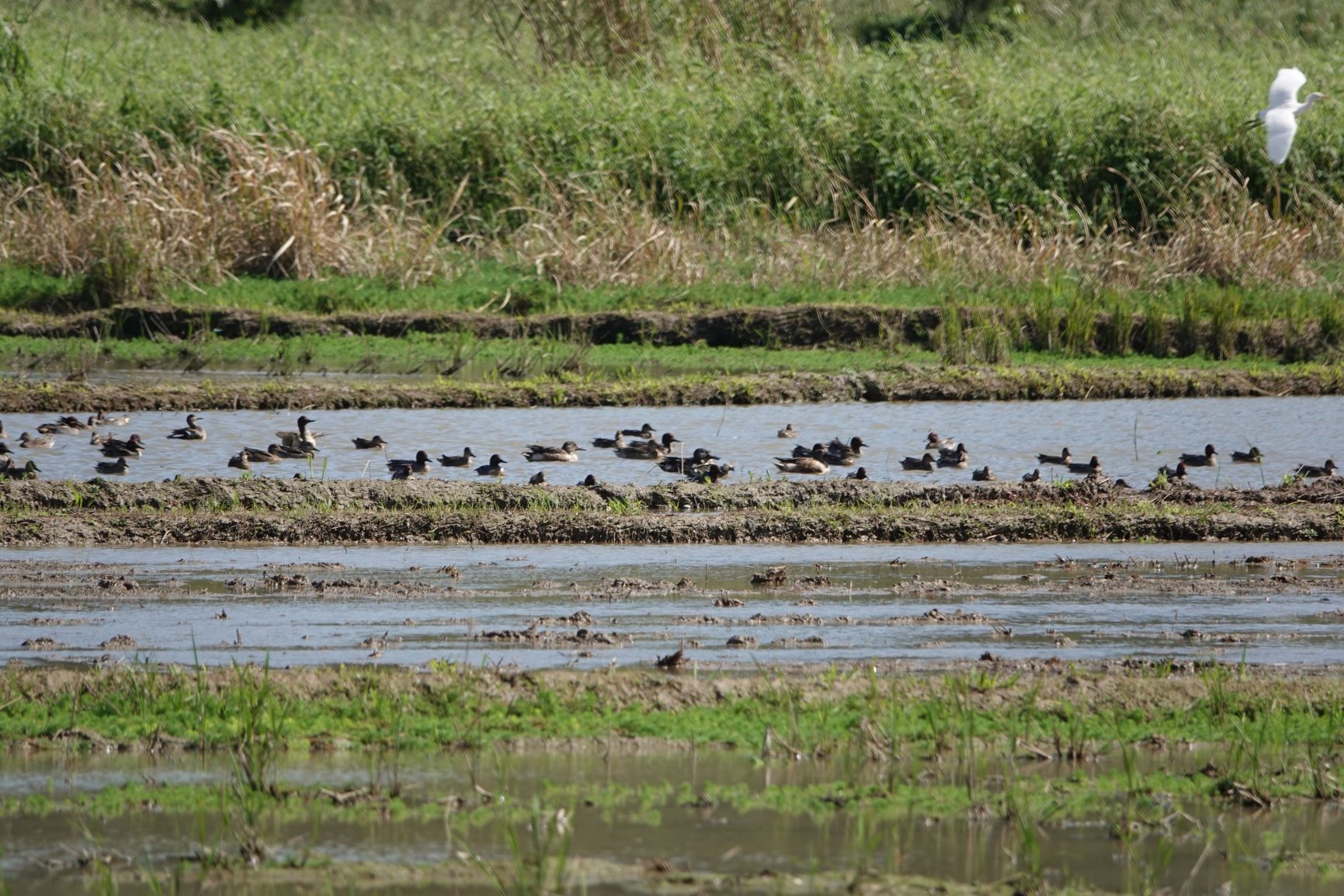  田寮洋鳥種豐富，鳥種樹367種全台第一，圖為小水鴨(郭俊麟拍攝)