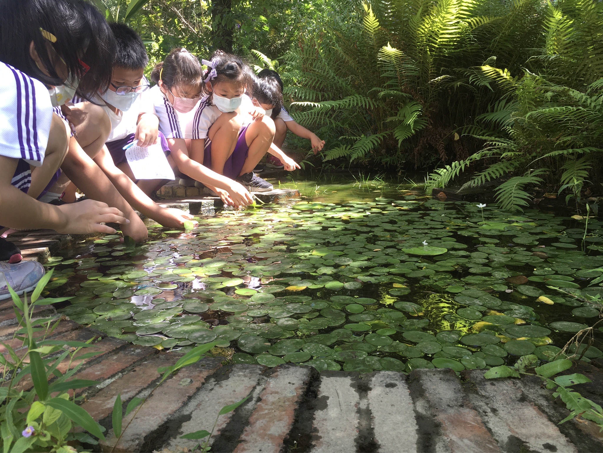 學生們圍繞在生態池周圍，觀察水中生態(第九屆獲學校組優等獎-板橋區莒光國小)