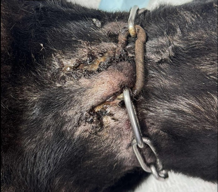 犬隻不當飼養導致鐵鍊卡入脖頸肉