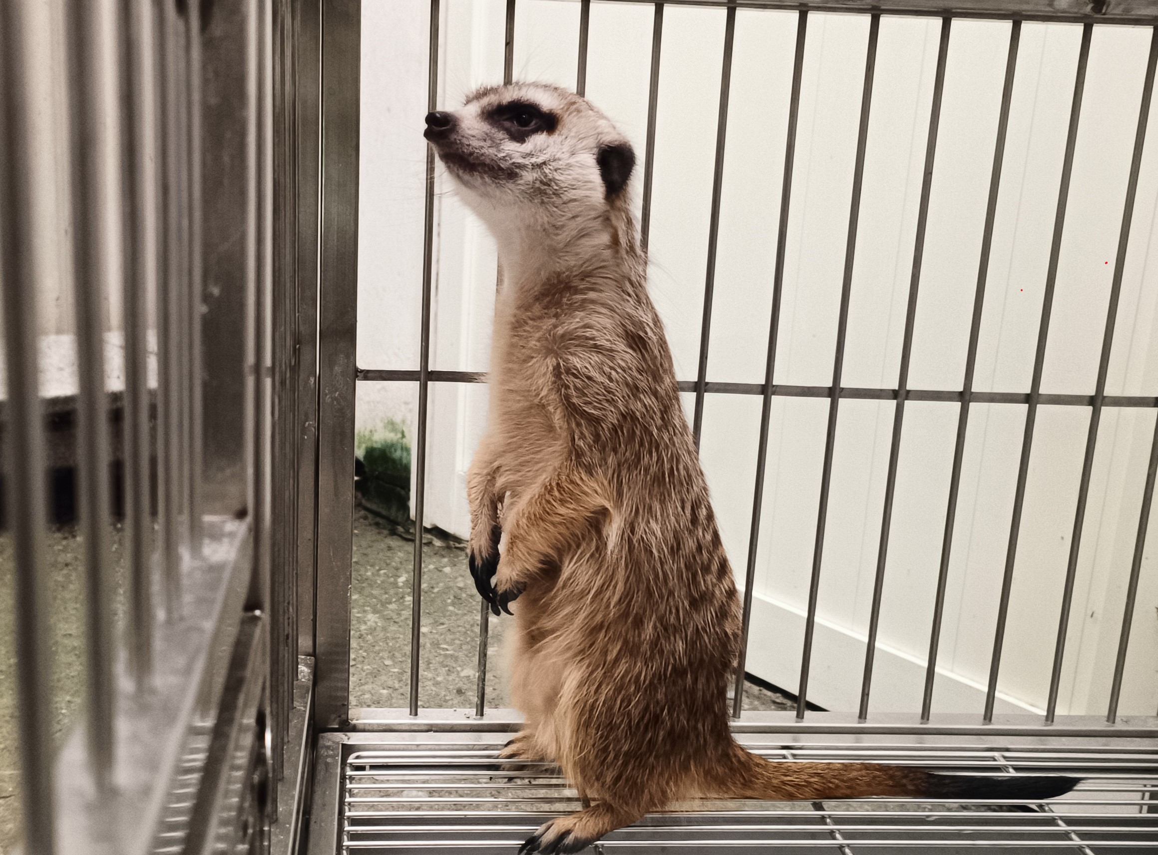  狐獴直立時用尾巴支撐來保持平衡。