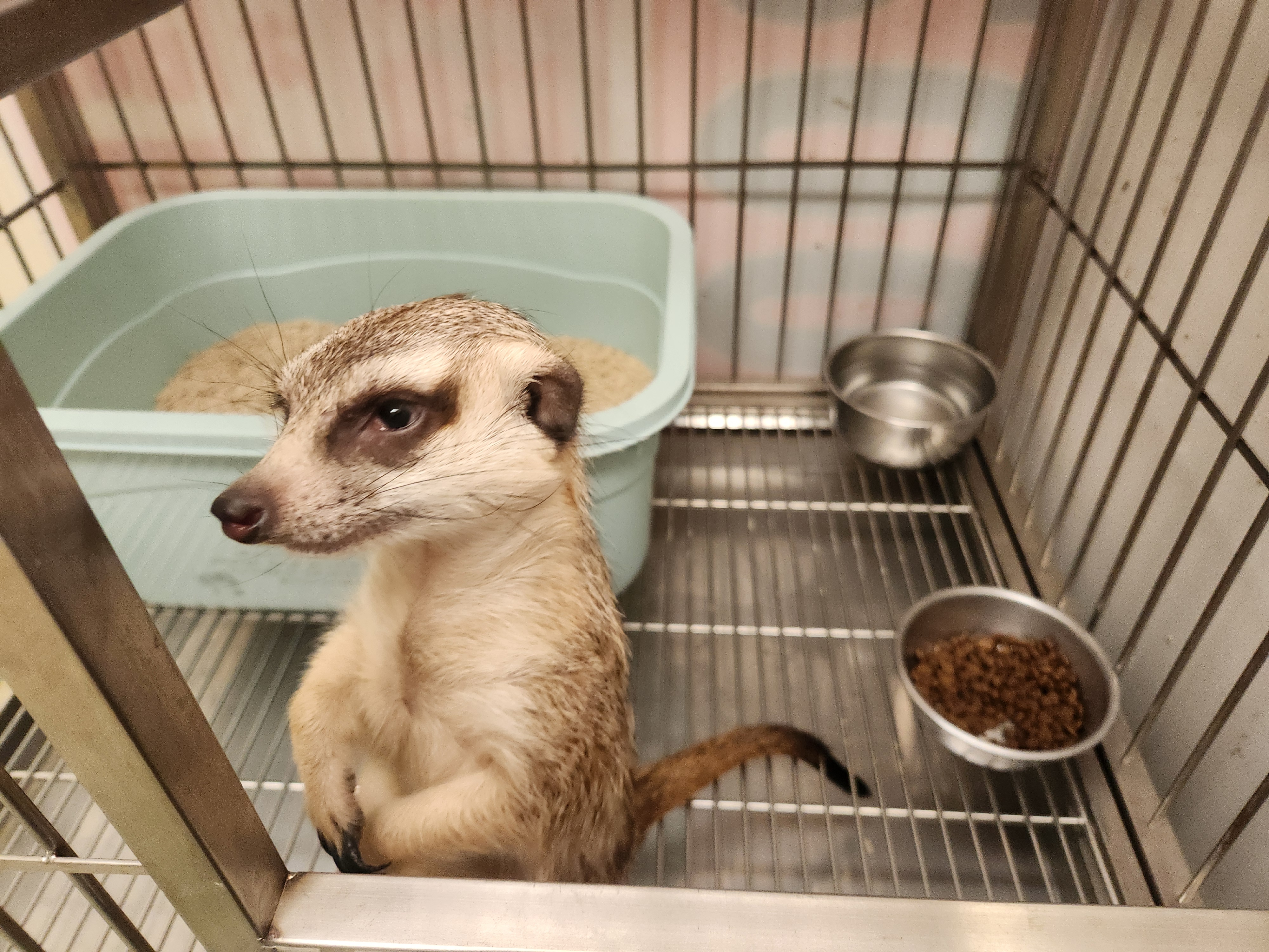 動保處妥善安置可愛吸睛的狐獴