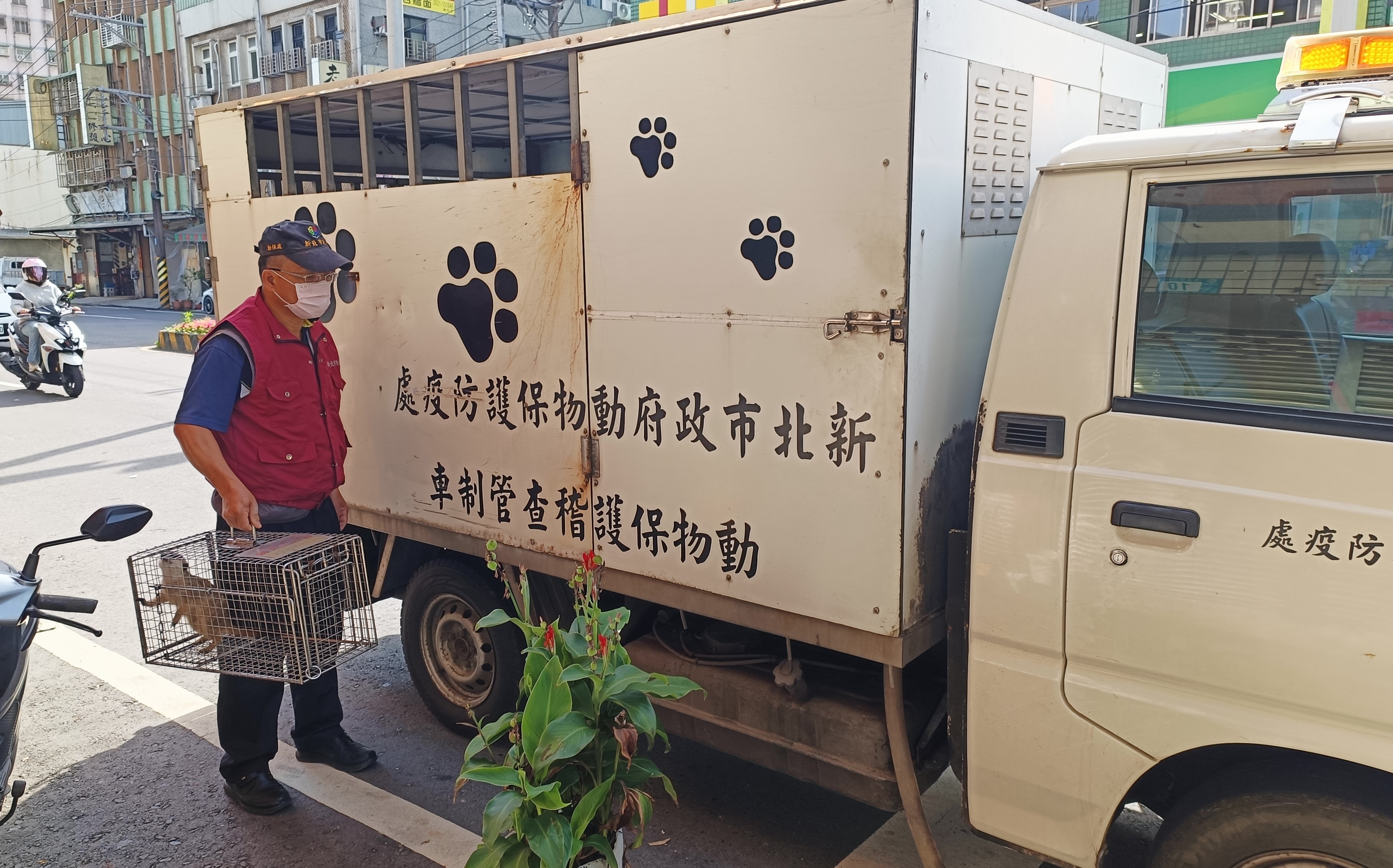 動保處將狐獴帶回安置並追查來源