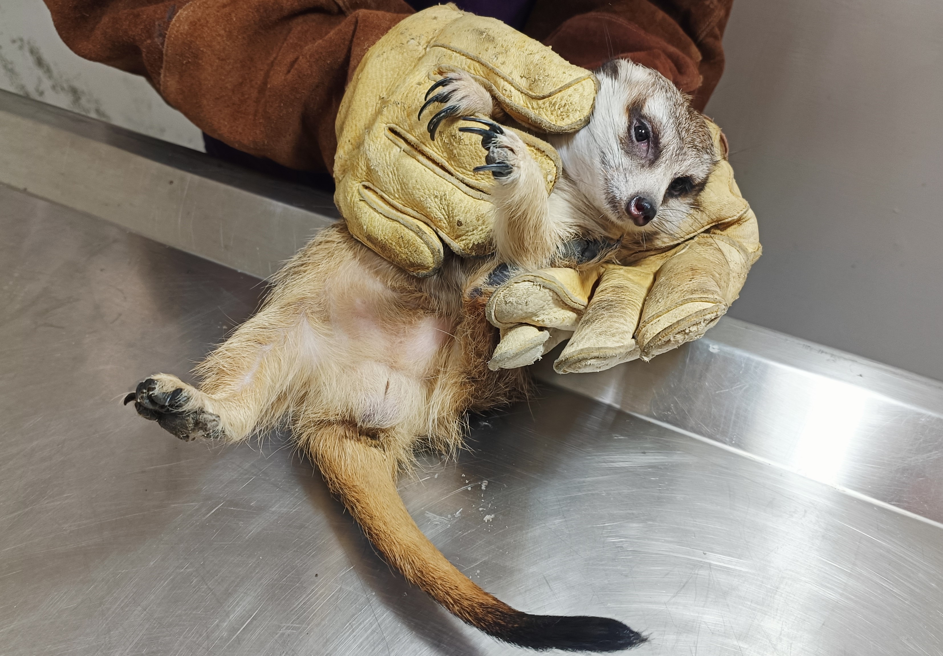 獸醫師謝弘斌初步檢查狐獴健康狀況正常.