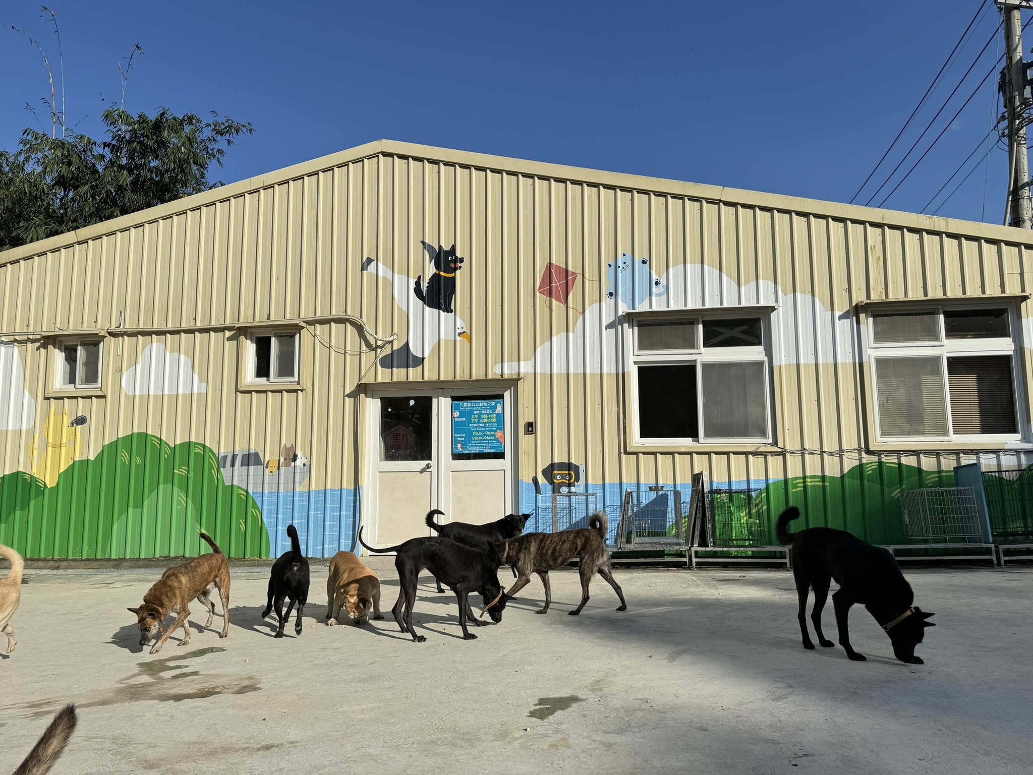  圖5、八里動物之家毛寶貝放風日常
