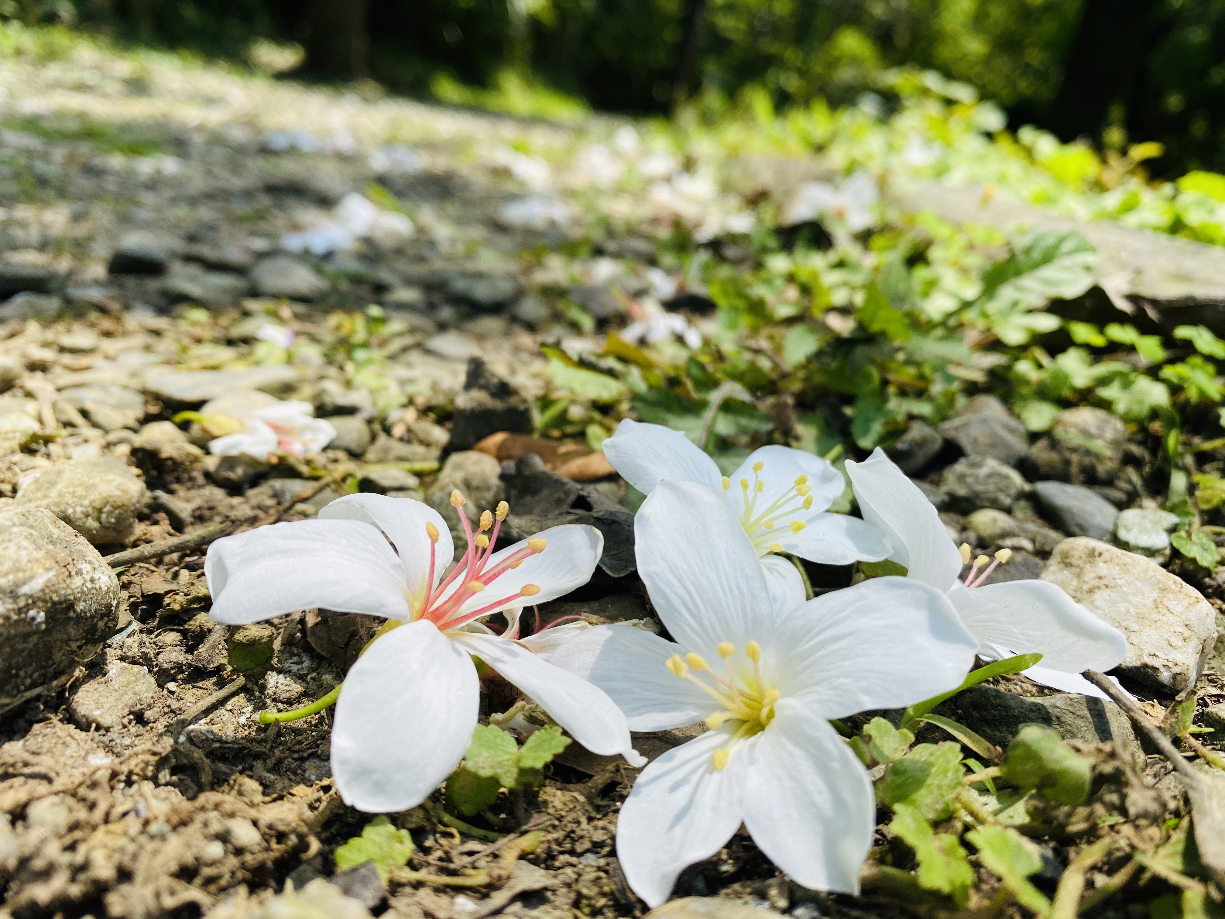 賞桐步道桐花已盛開