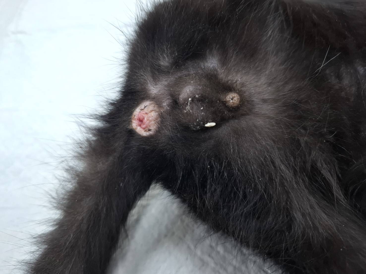飼主可留意貓咪肛門附近白米粒絛蟲線索。