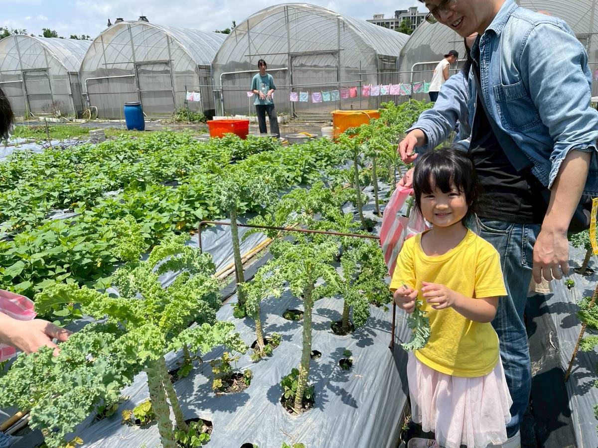 羽衣甘藍彩摘