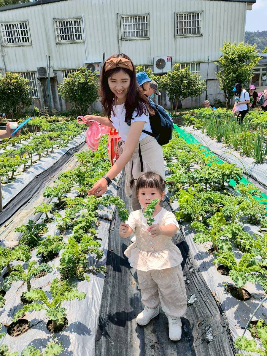 羽衣甘藍採摘
