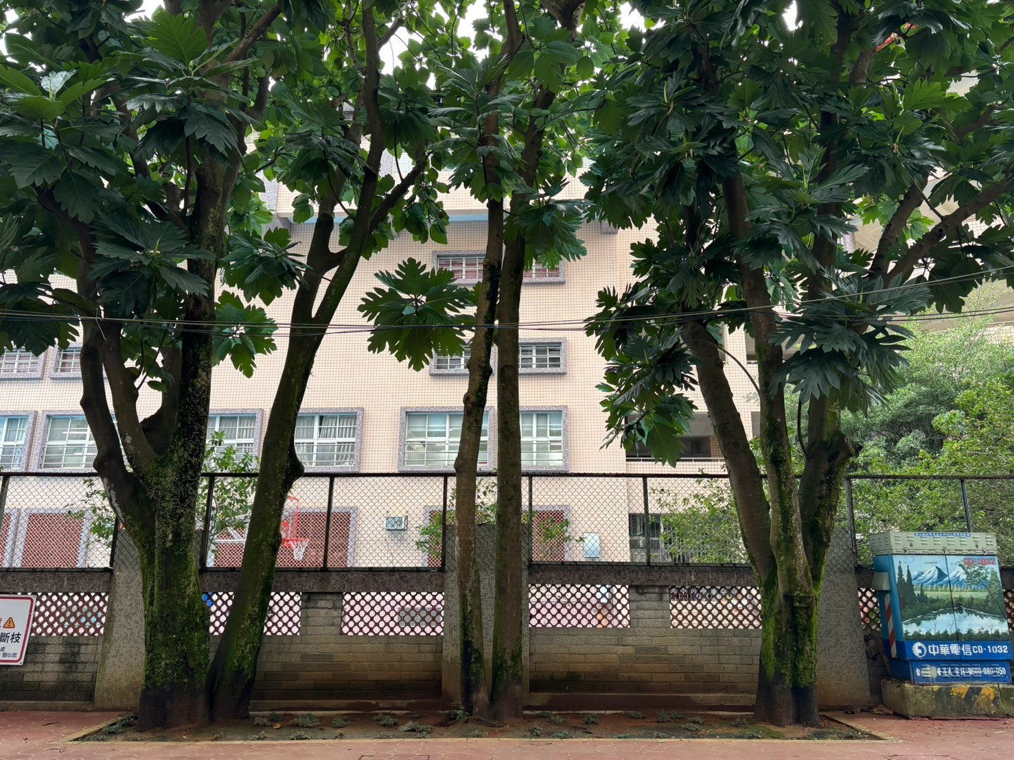 新北市樹保大會將新店區青潭國小周邊6株麵包樹提升列為珍貴樹木保護等級，為本市綠色環境與人文共好豎立優良典範