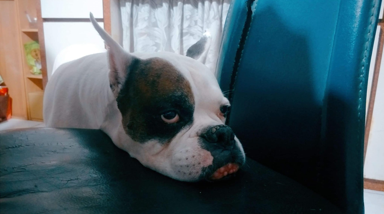  民眾之前舊愛犬隻照片，犬隻是立耳狀。