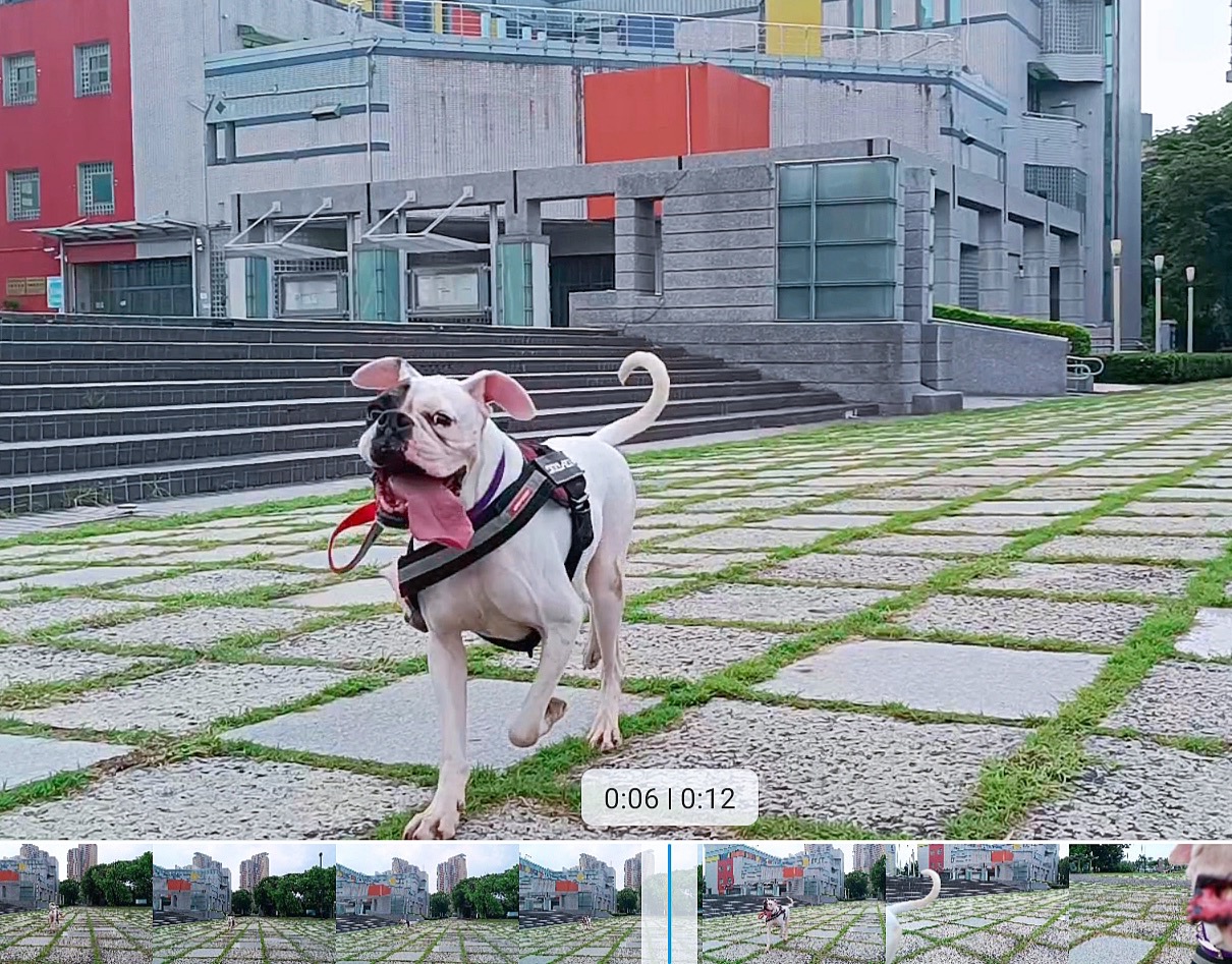  認養出所犬隻正在廣場飛奔，在高雄過著幸福的日子。