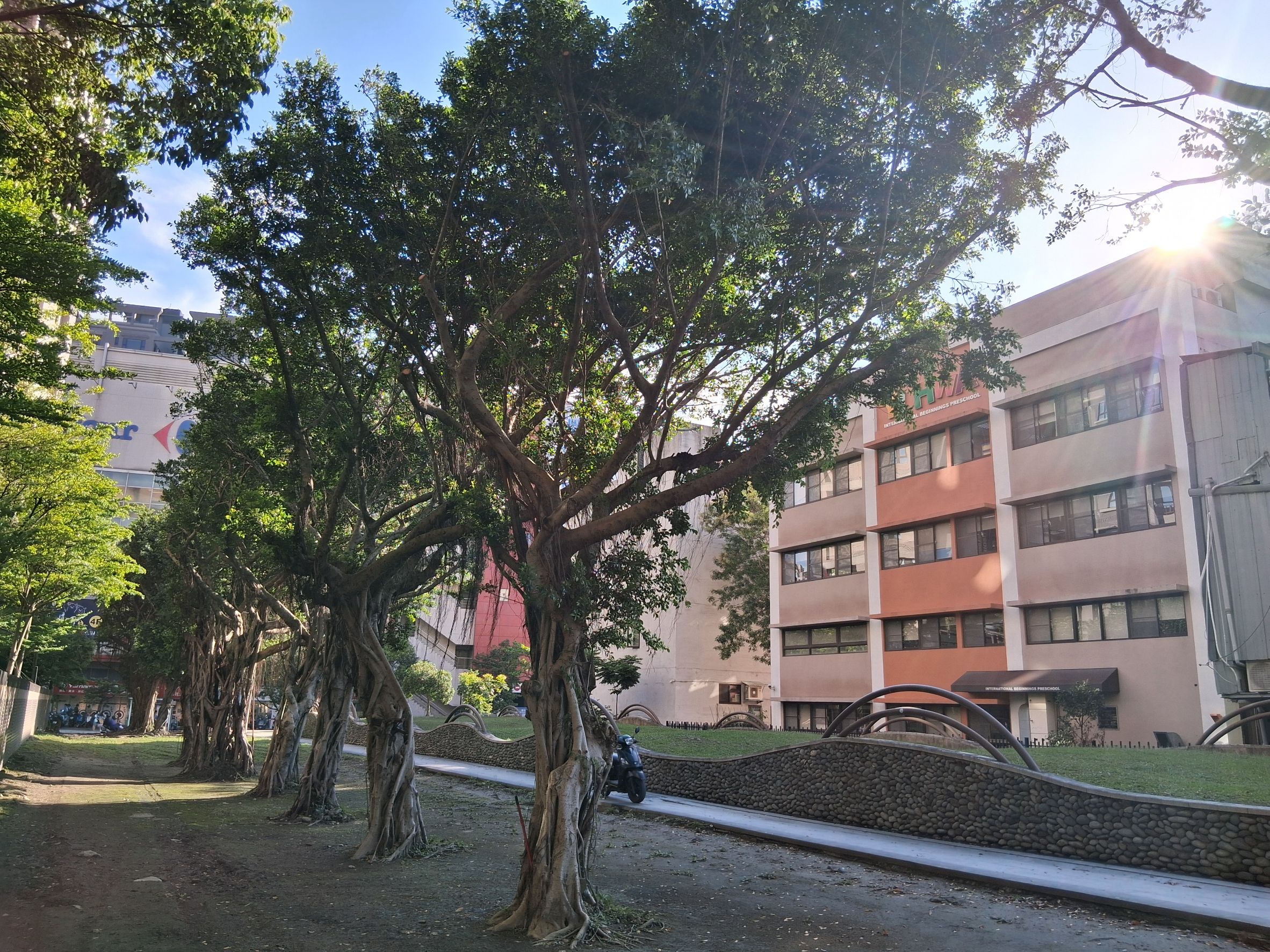  三重溪美大排人行道路樹已完成減災修剪