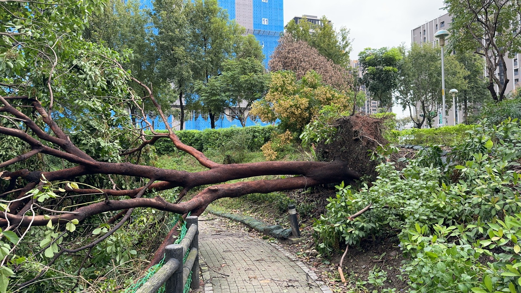 康芮颱風造成塭仔底濕地公園路樹傾倒，必須進行減災修剪