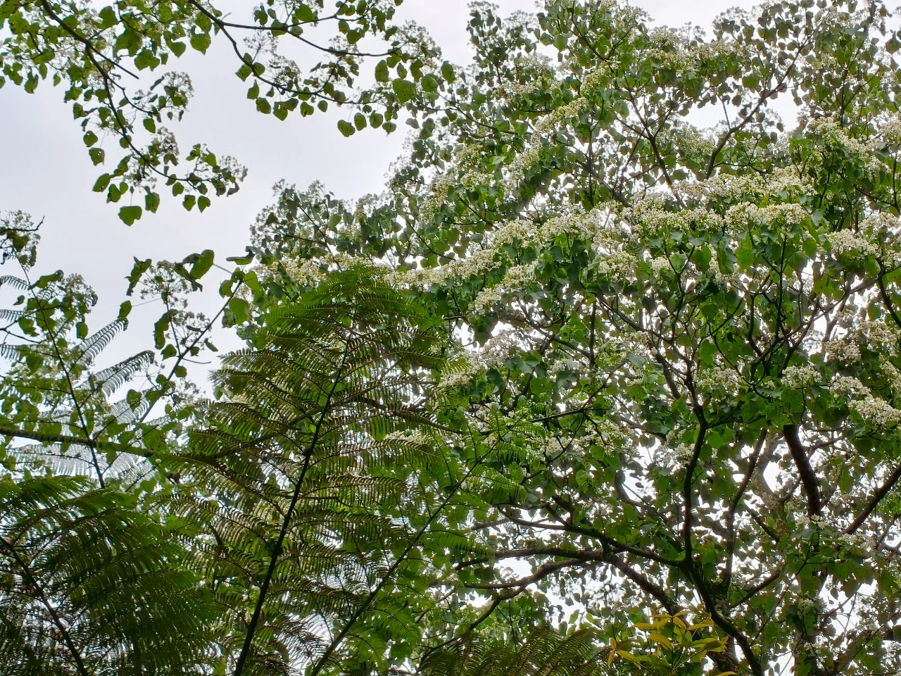 走在土城桐花公園木棧道上，抬頭欣賞桐花綻放，捕捉最詩意的春日畫面