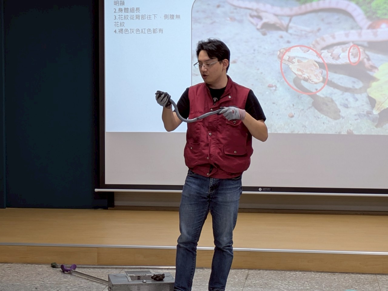  俞維動保員示範如何安全捉蛇，以防受傷。
