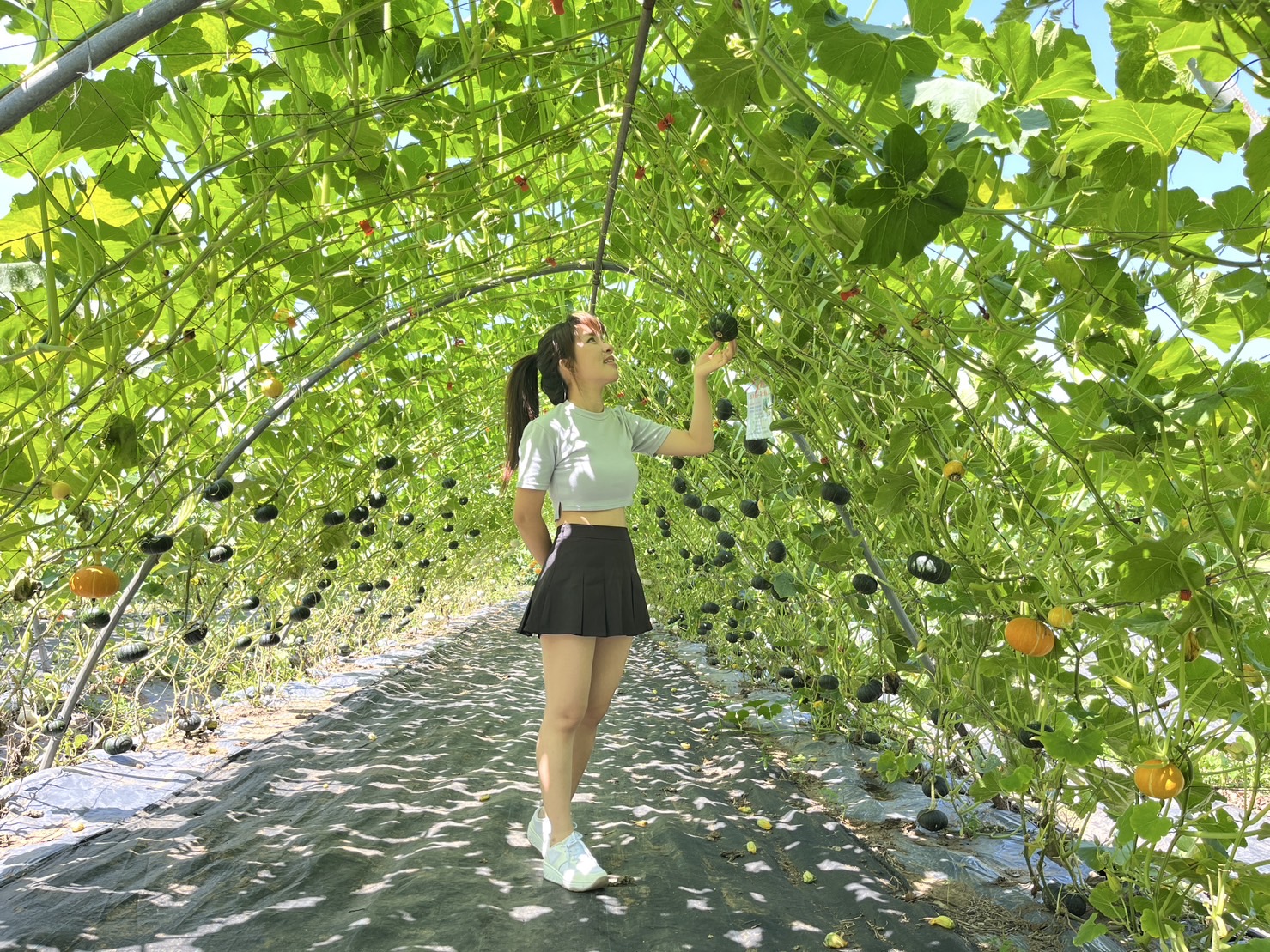 南瓜隧道為淡水熱門景點，今日起至5月底開放免費參觀