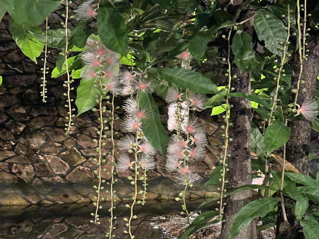 中港大排穗花棋盤腳已綻放