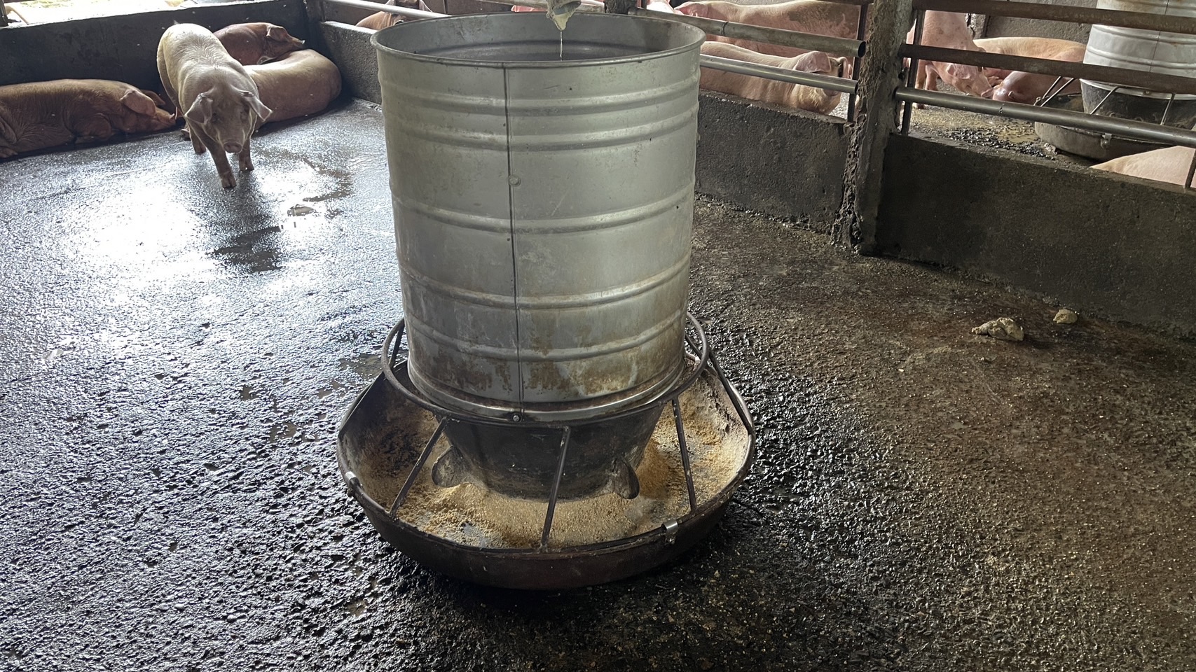  堅持飼料養豬無異味