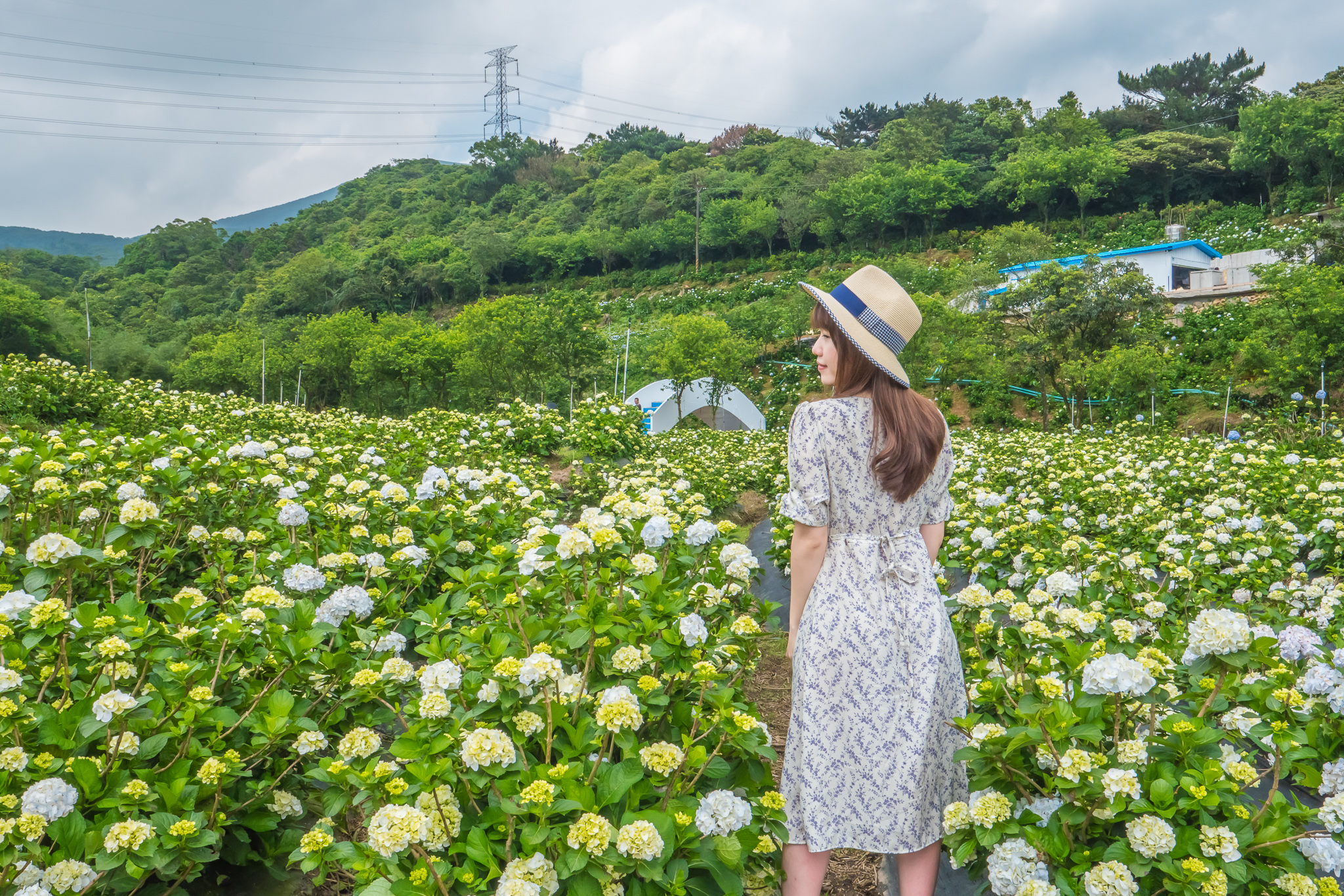 萬里繡球花田美麗壯觀，品種豐富，色彩繽紛豔麗，數大之美讓人震撼
