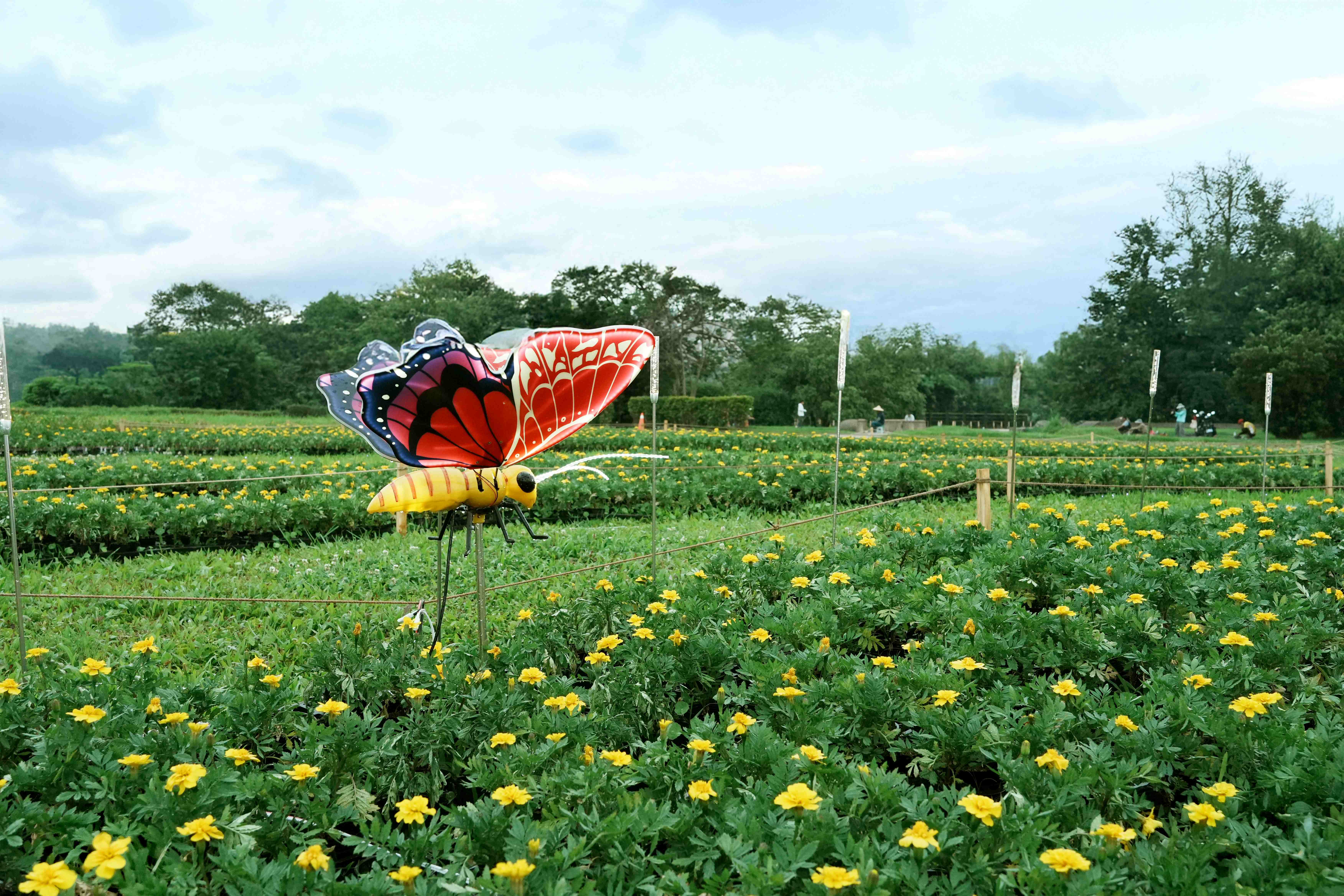  展區「搖擺一夏」以情人菊與孔雀草鋪展出一片繽紛的黃色花毯，搭配蝴蝶造型燈飾，營造生動活潑的夏日風情。