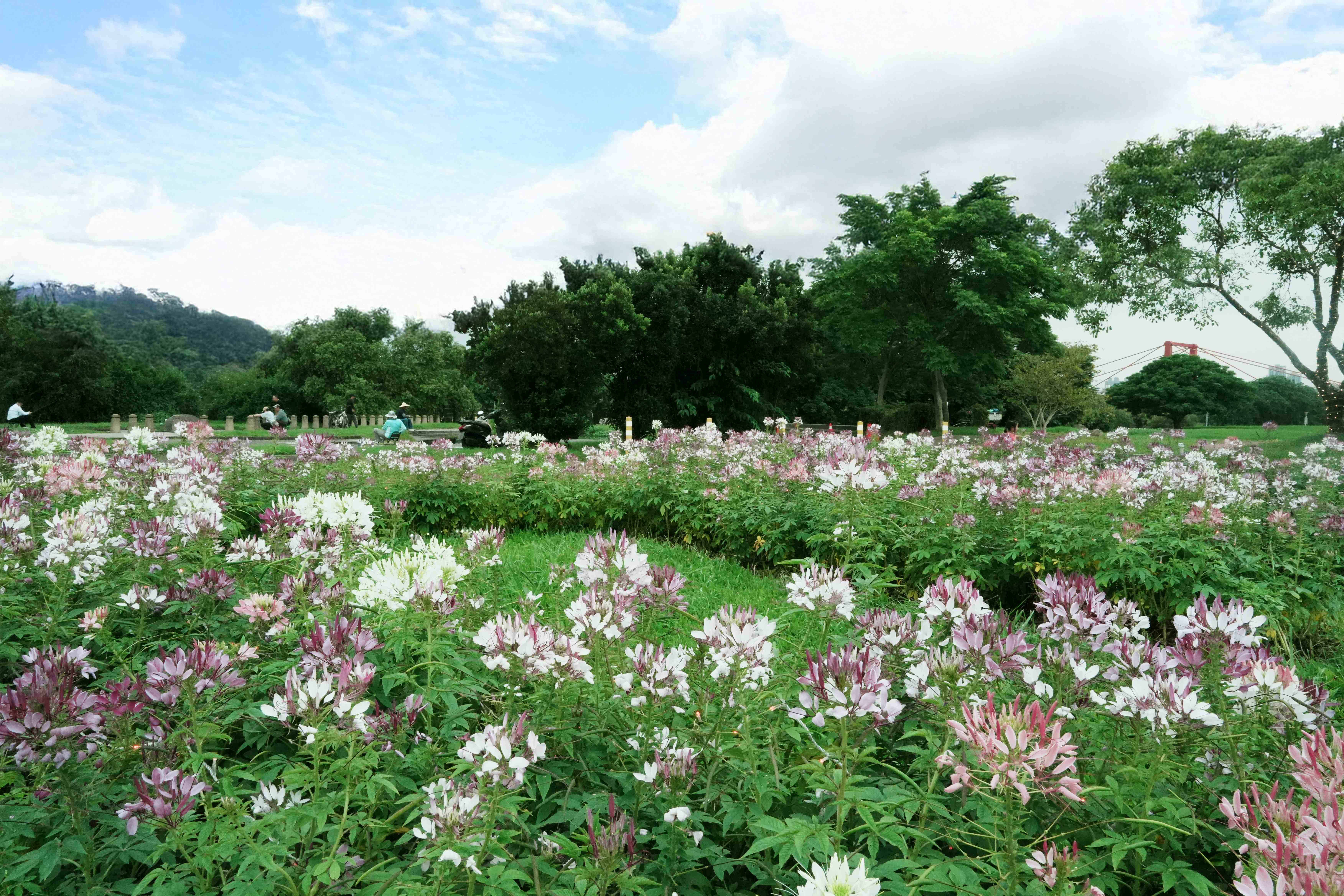  展區「精靈小徑」中的醉蝶花綻放茂密，花色漸層柔美，營造浪漫景緻。