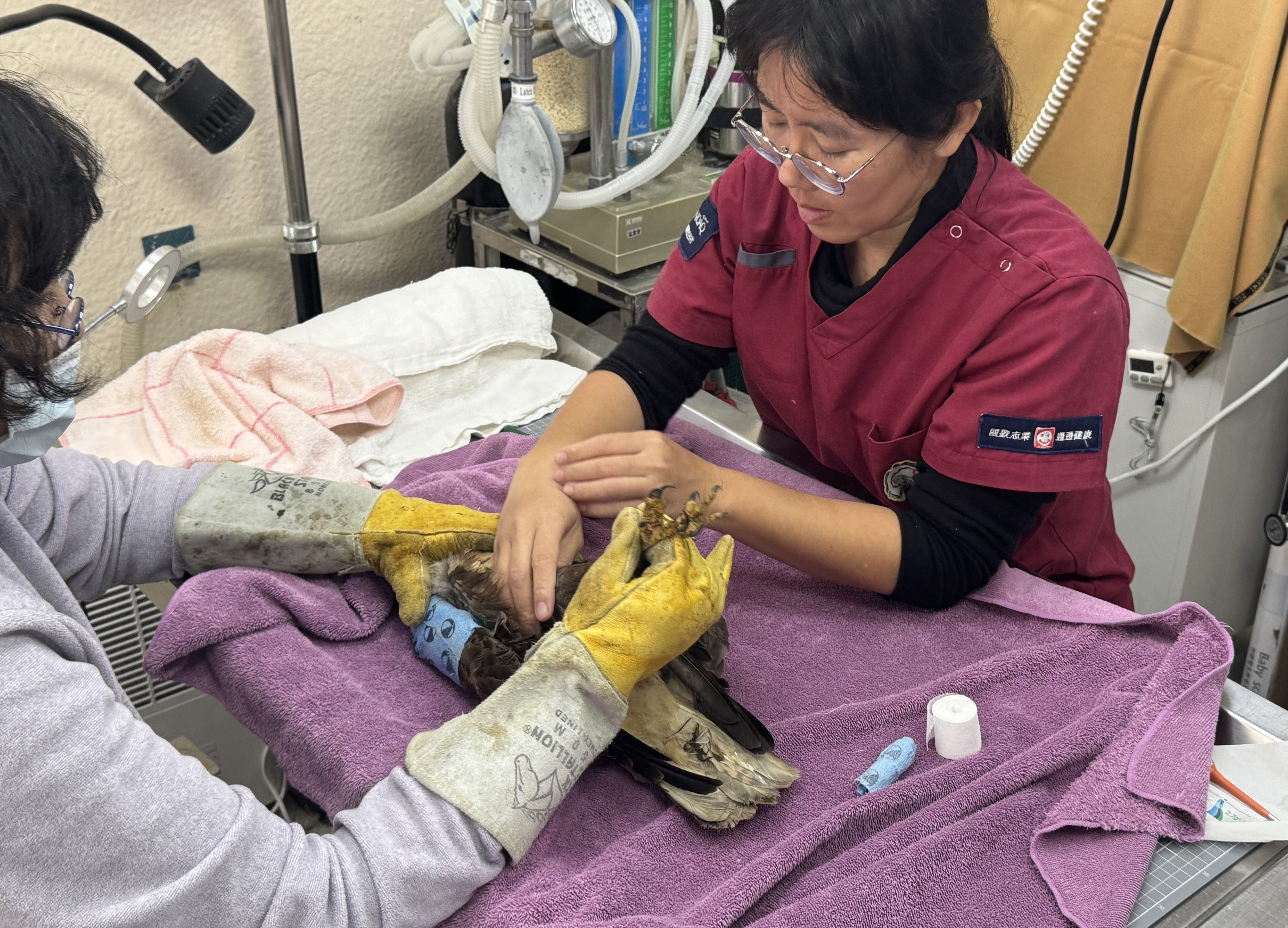 獸醫師仔細檢查是否有其他創傷。