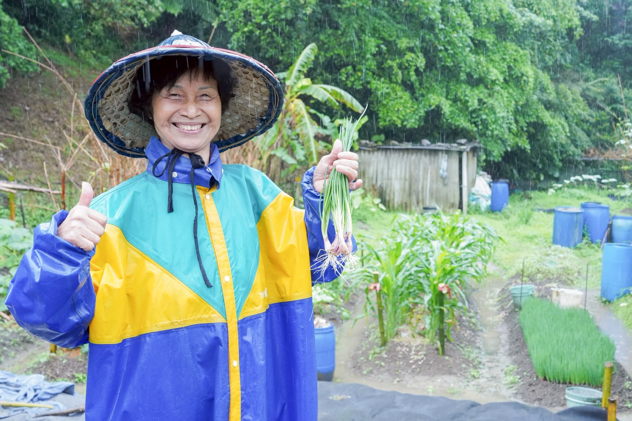 平溪珠蔥媽媽胡陳偏以有機種植出香甜珠蔥