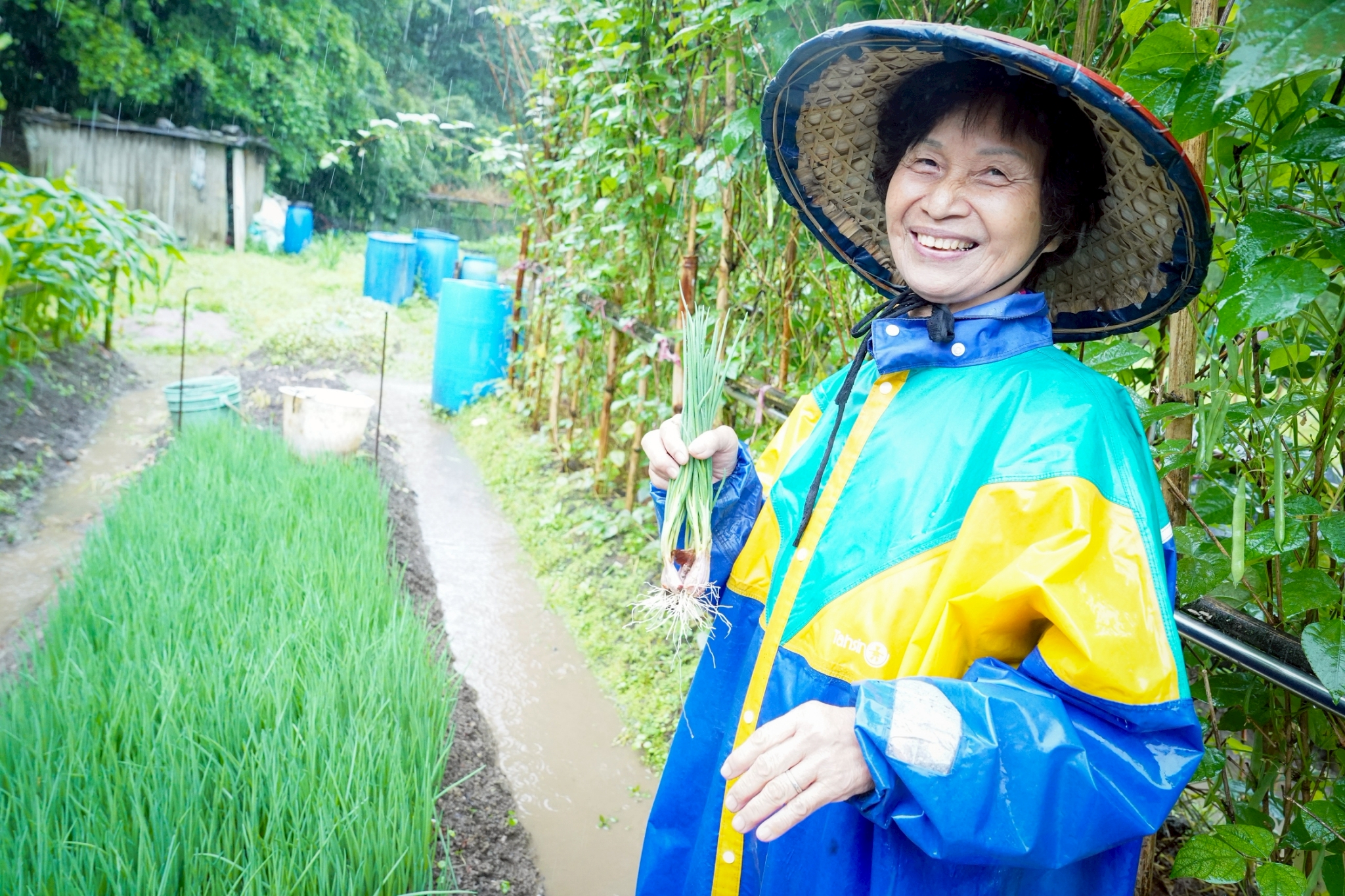  胡陳偏種出甘甜珠蔥