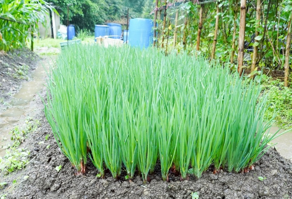  胡陳偏珠蔥採有機種植