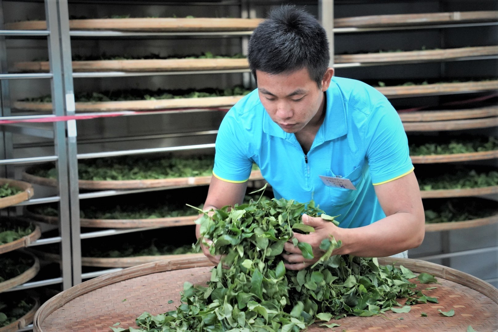  新北市茶師世代傳承精湛且專業的製茶技術，包種茶堪稱全臺灣最「香」的特色茶