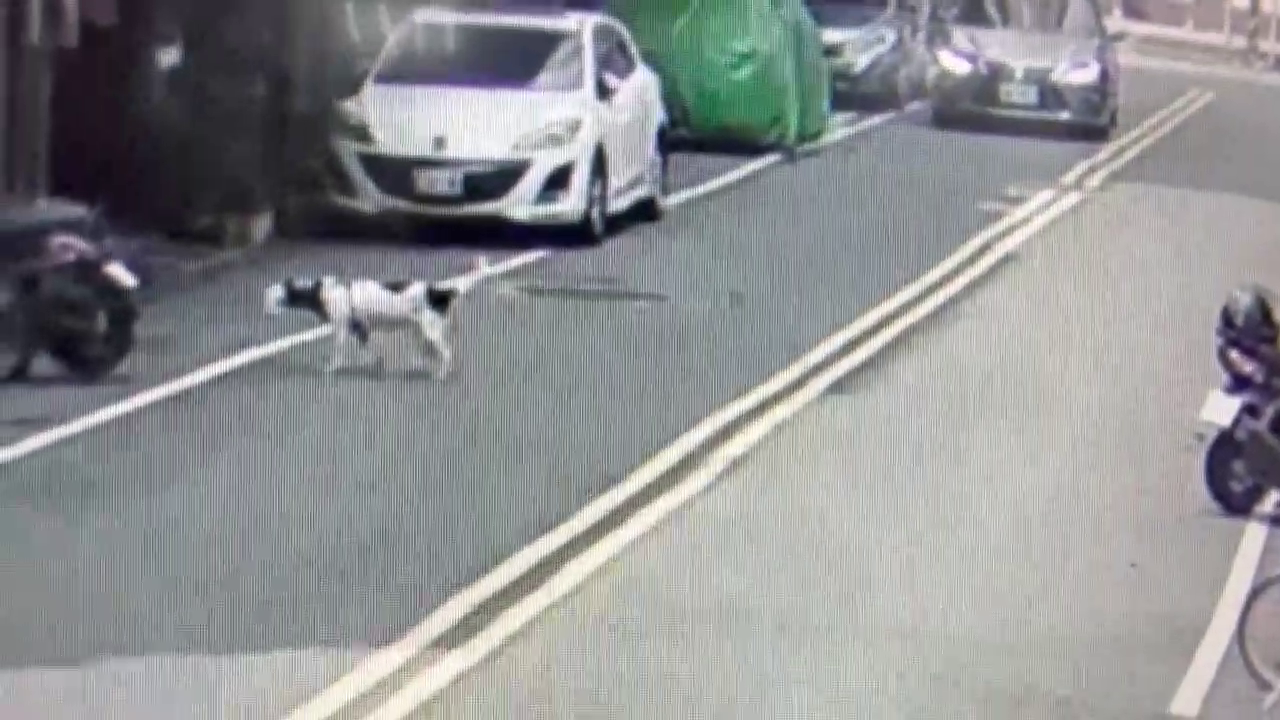  犬套塑膠袋折返回家.2